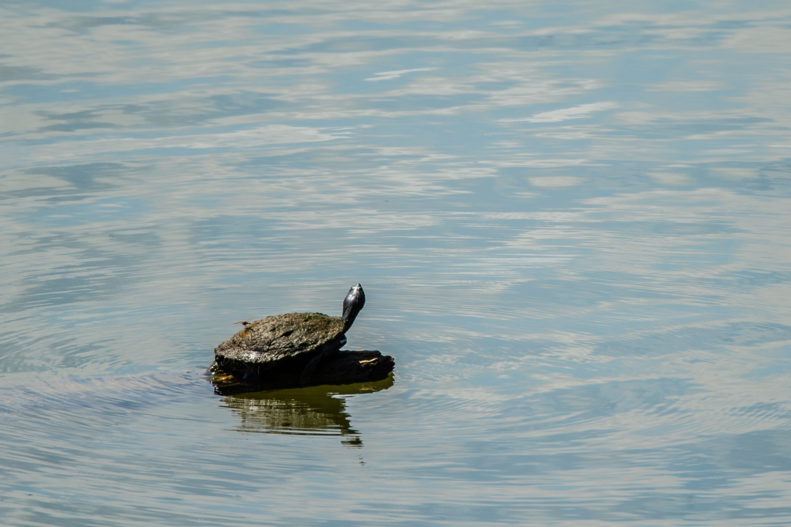 A turtle takes a break to warm up in the sun (Nick Zachar/NOAA).