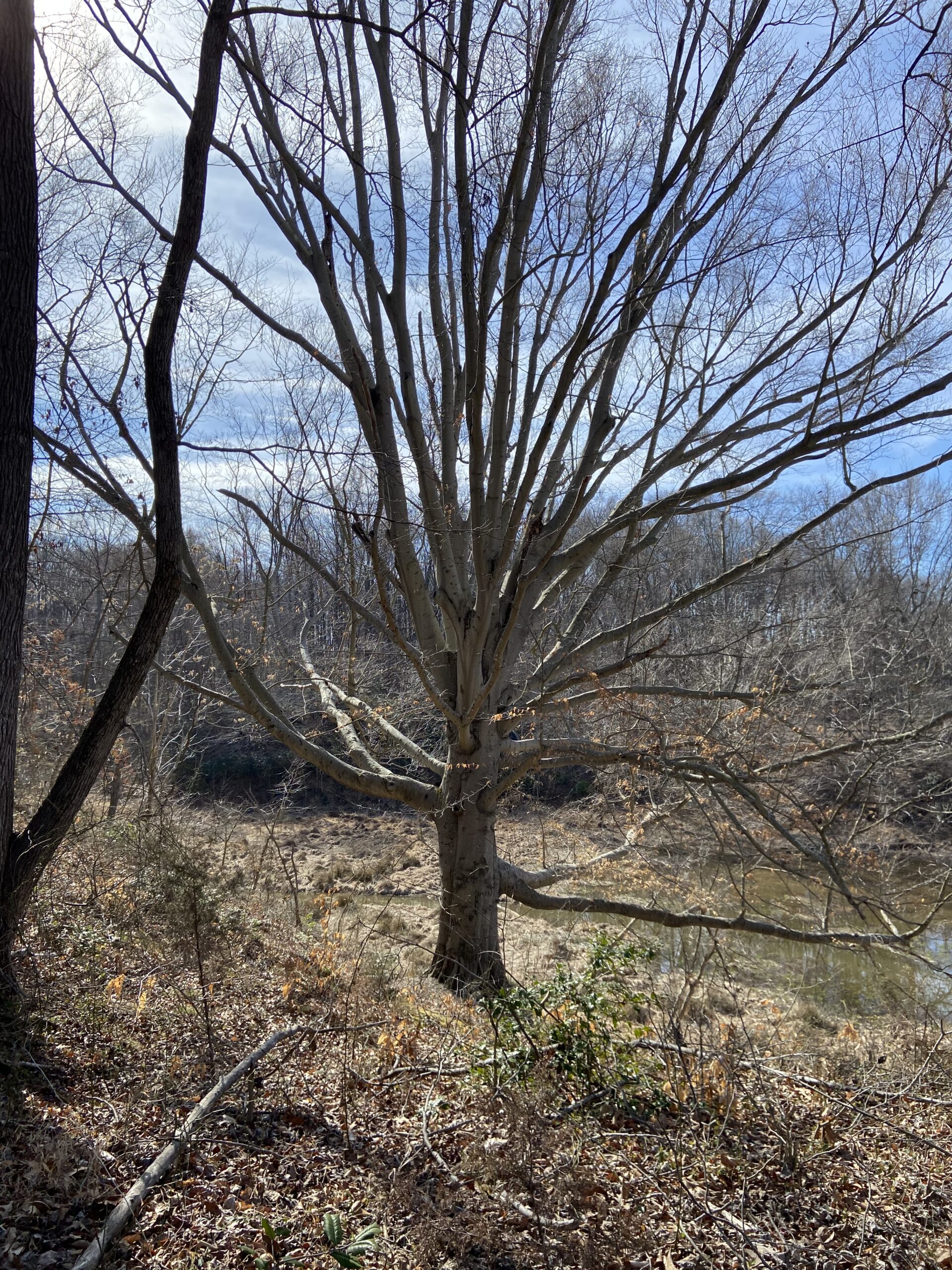 During the winter, many beech trees hold onto some of their leaves (Megan McCabe/NOAA).