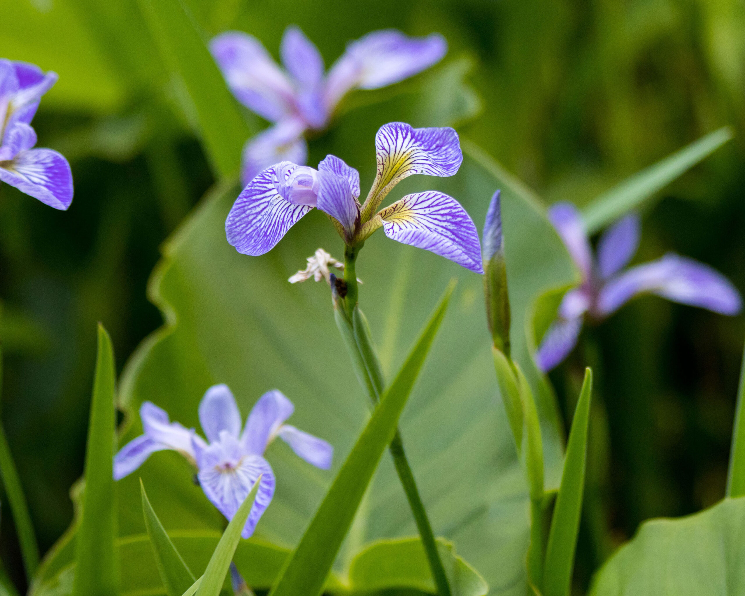 The blue flag iris is a native species at risk of being crowded out by invasive species (Evelyn Henderson/Courtesy of Maryland DNR).