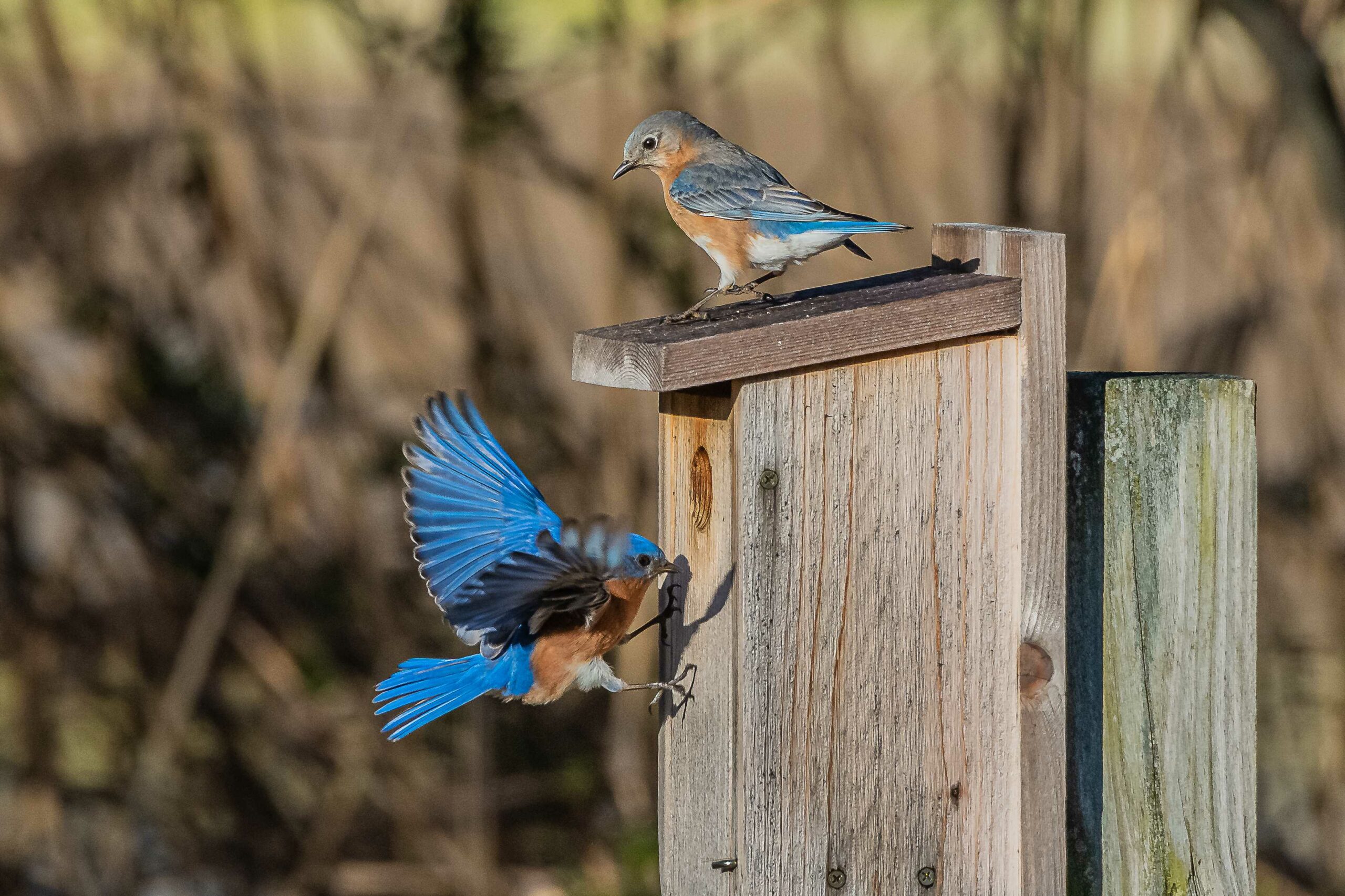 image of Eastern Bluebird Box