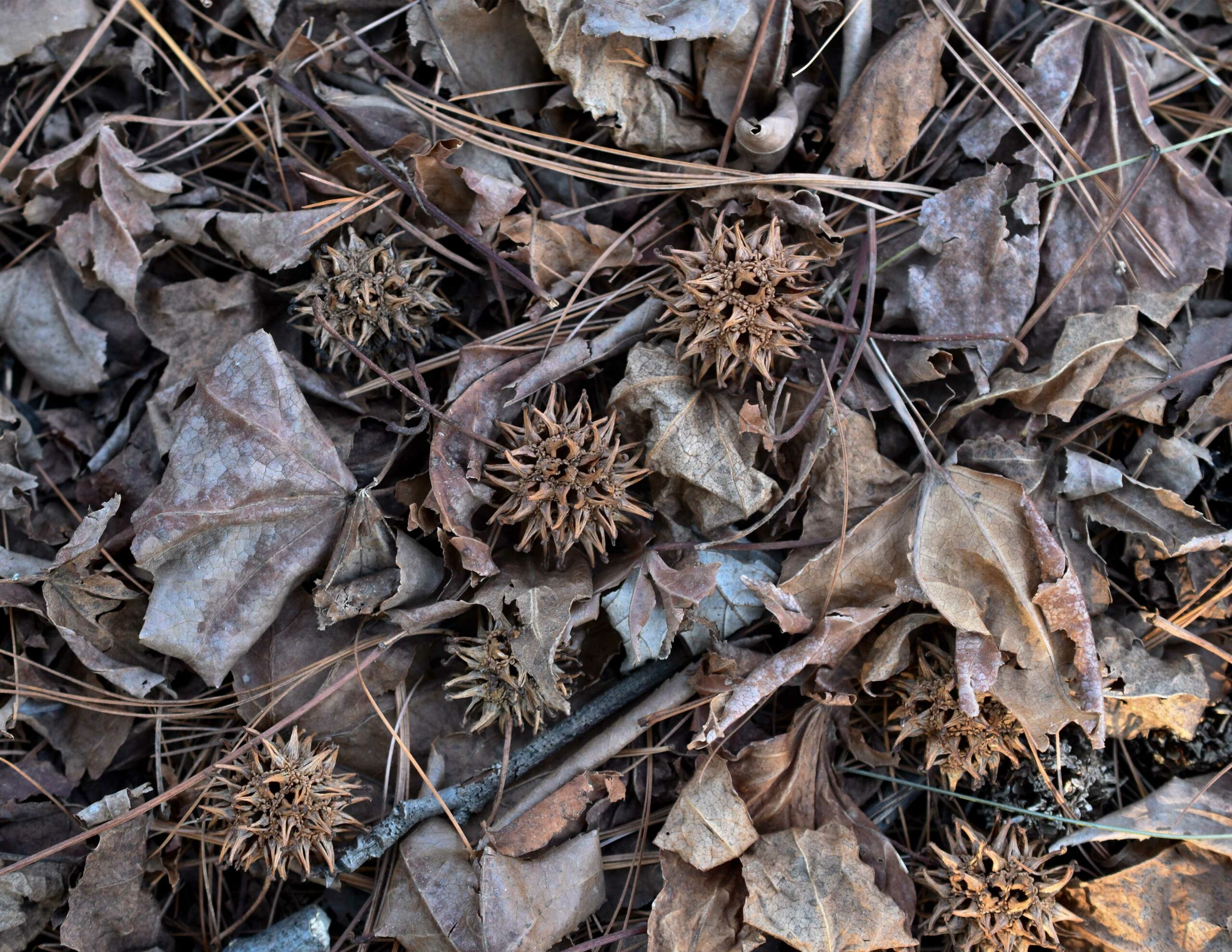 Burr balls from a sweet gum tree lie on the forest floor (Courtesy of Maryland DNR). 