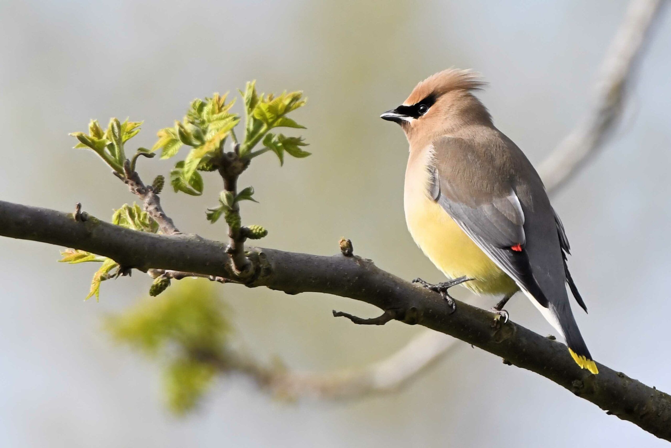 Cedar waxwing rests on the branch of an eastern red cedar tree (Courtesy of Maryland DNR).