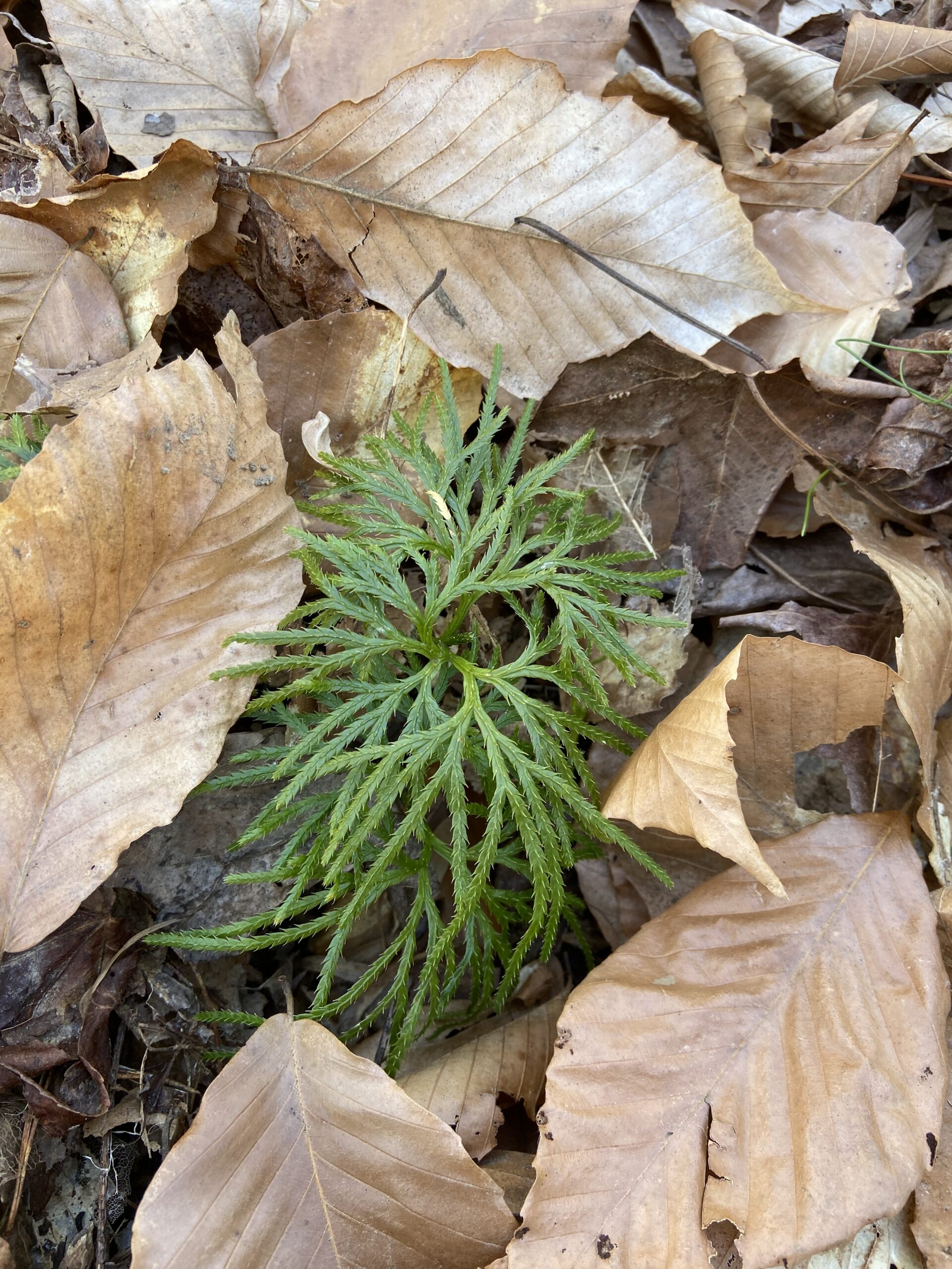 Fan clubmoss growing on the forest floor of Mallows Bay Park (Megan McCabe/NOAA).