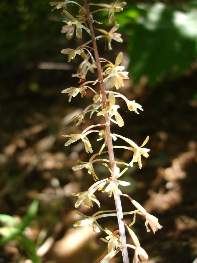 In the late spring and early summer, the orchid blooms into a flowering stem that is 15-20 inches tall (Courtesy of Laura Morriss/USDA). 