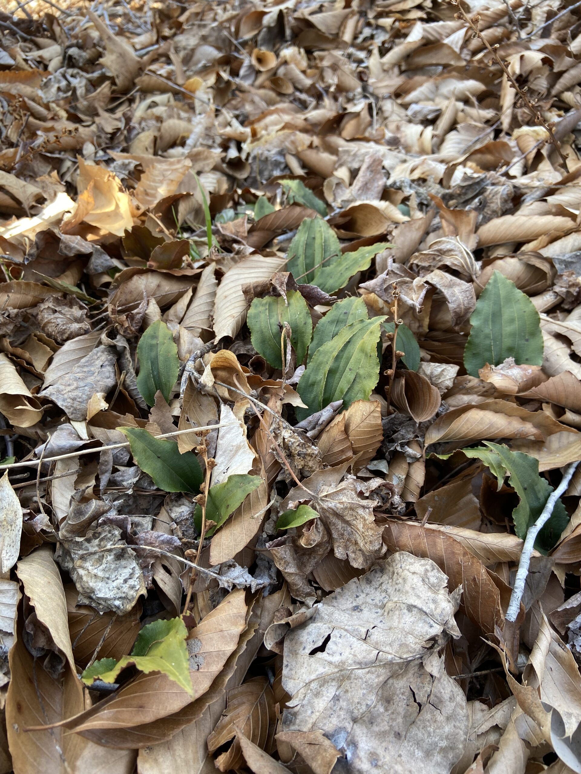 image of Crane-fly Orchid