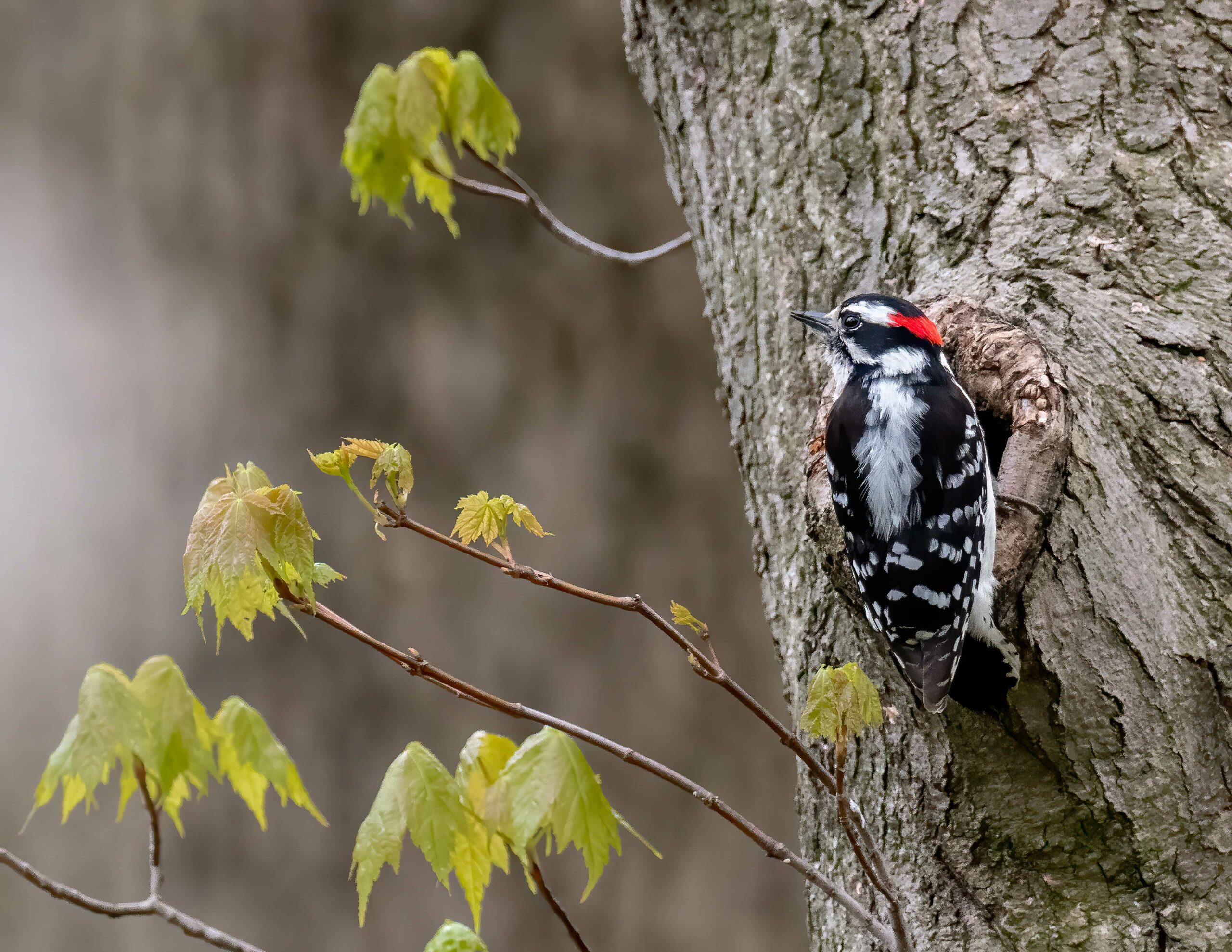 A downy woodpecker preparing for a foraging trip (Courtesy of Maryland DNR).