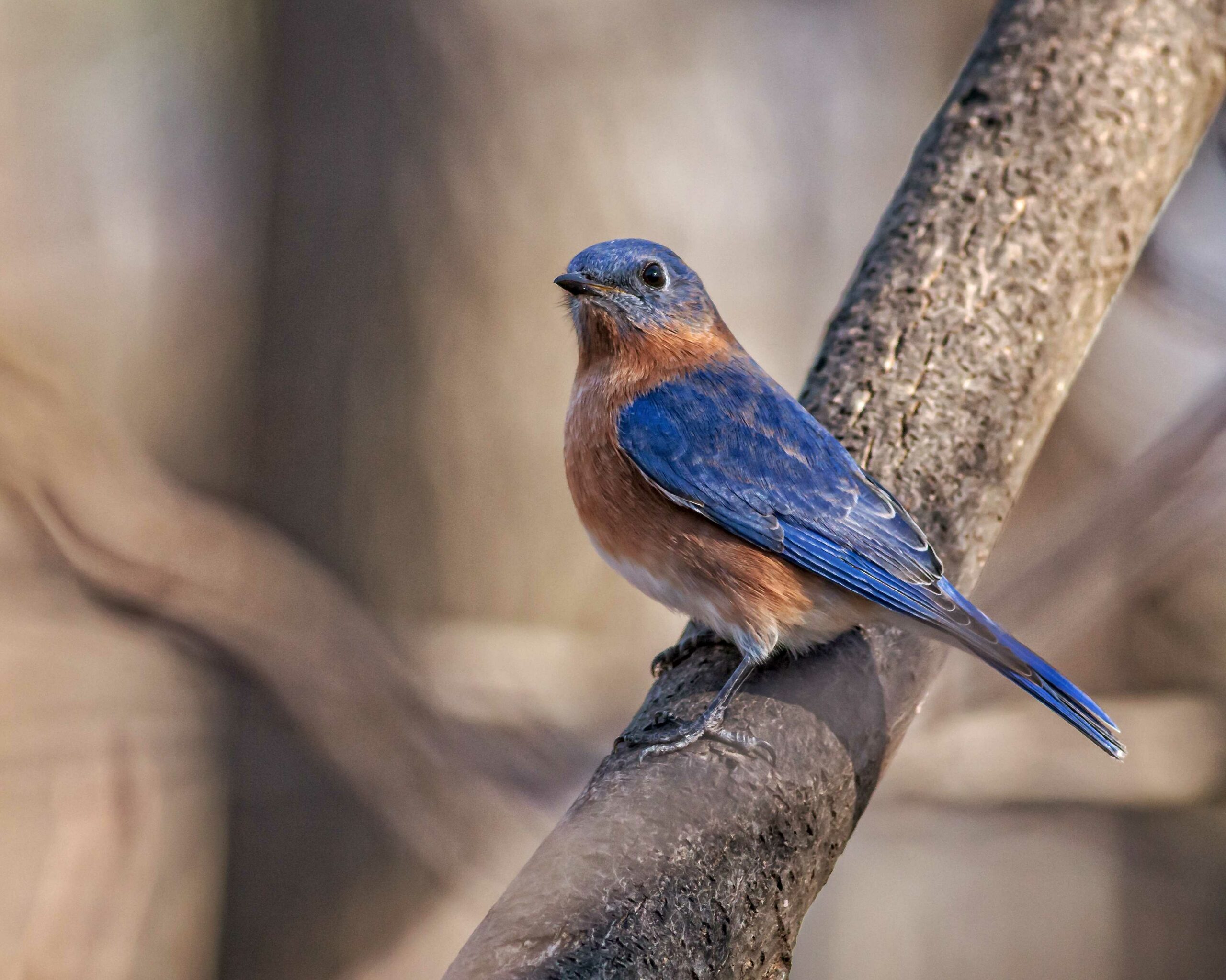 An eastern bluebird rests on a tree branch (Courtesy of Maryland DNR).