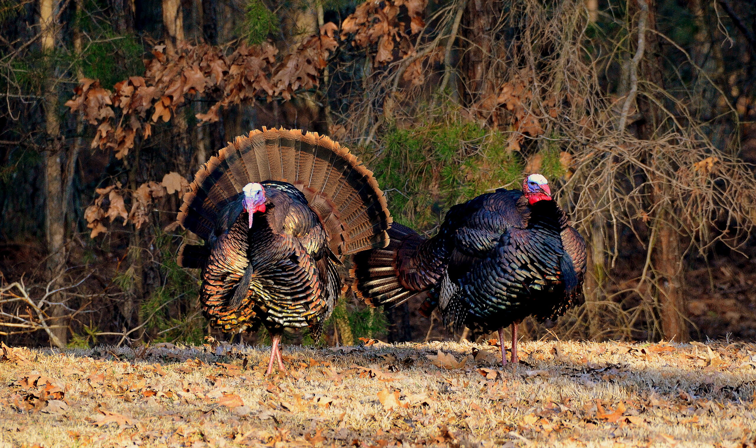 image of Wild Turkey