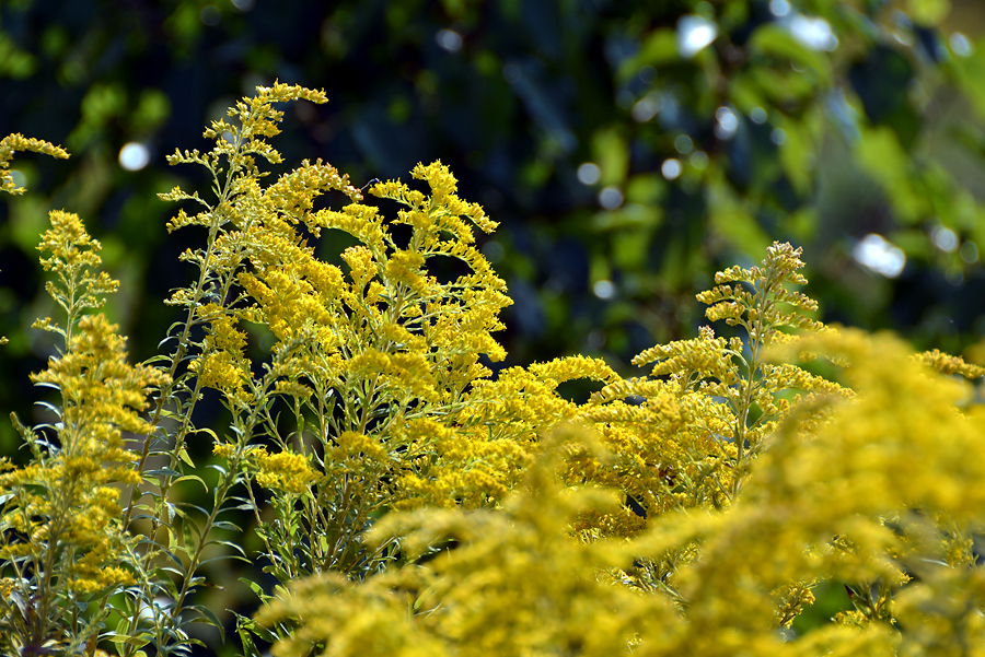 image of Goldenrod