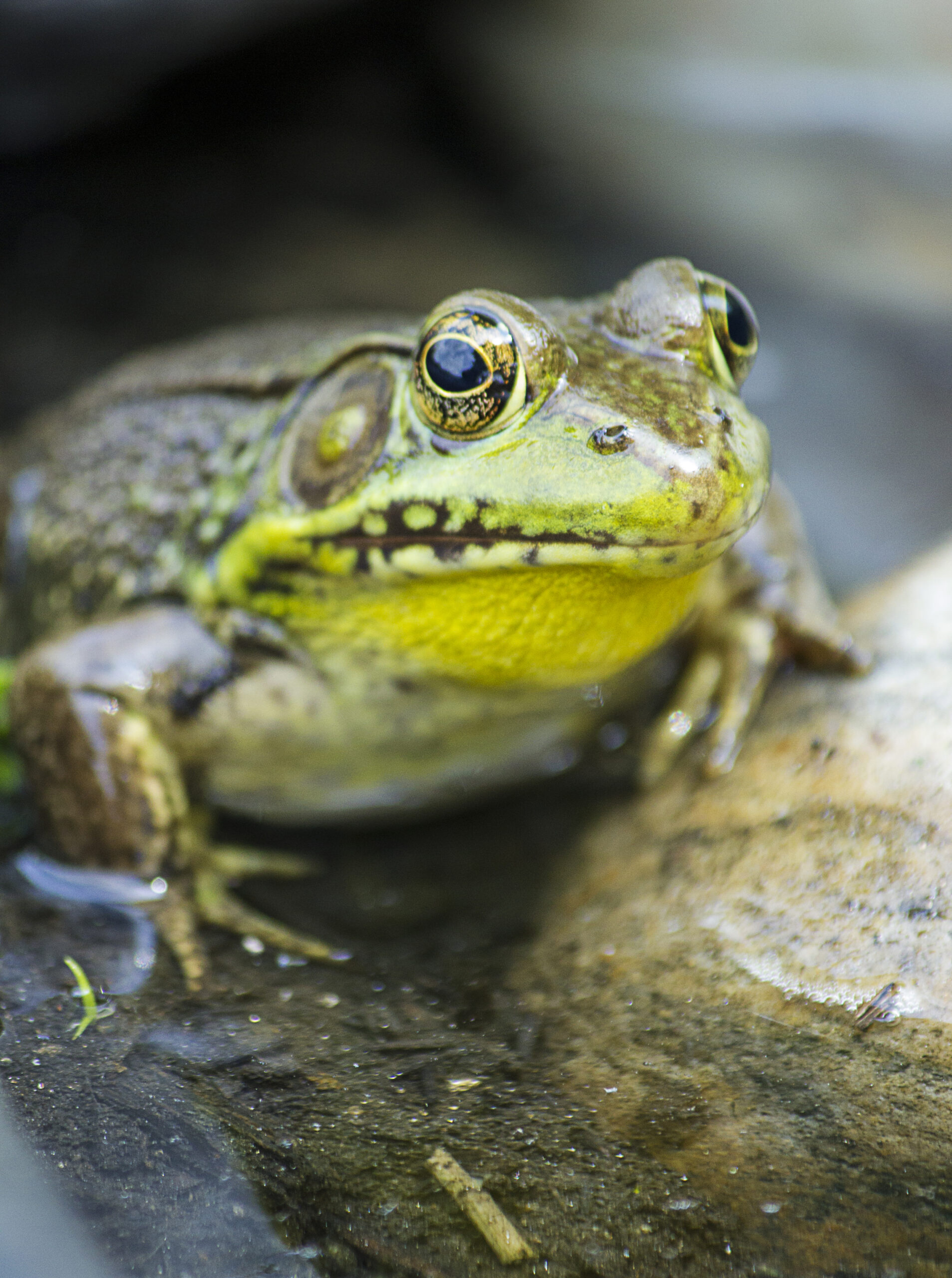 A green frog showing off its best side (Iris Jeunet/ Courtesy of Maryland DNR).