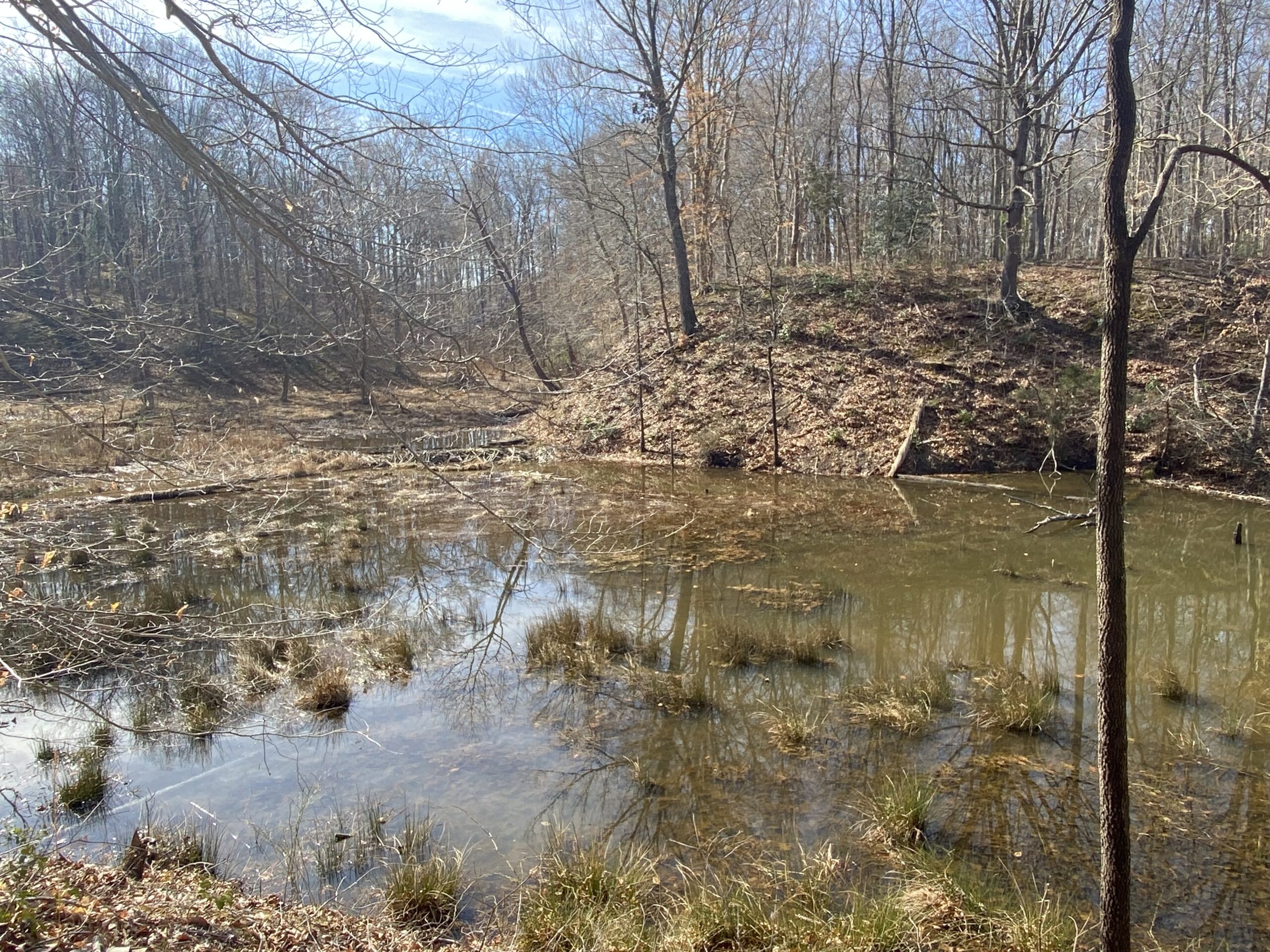 A beaver dam built up with sticks, grass, and mud (Megan McCabe/NOAA).