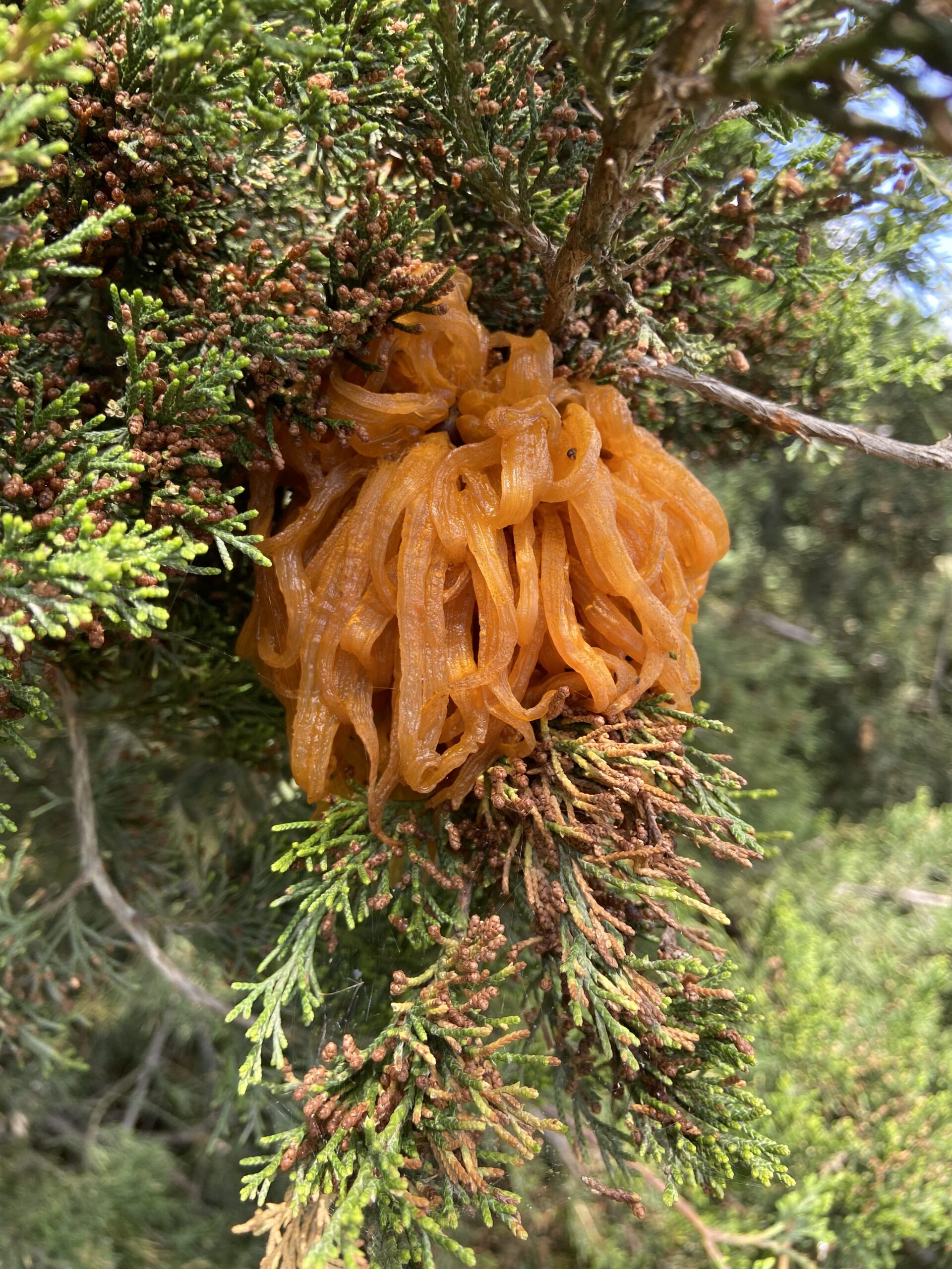 Juniper apple rust epiphyte growing on an eastern red cedar tree (Megan McCabe/NOAA).