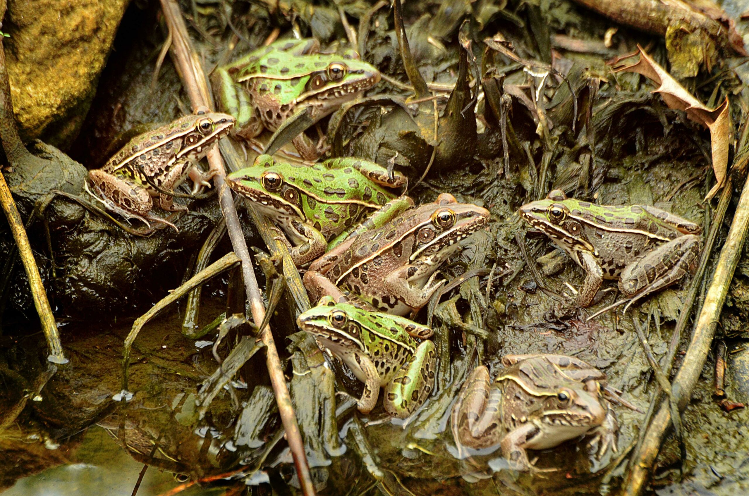 Leopard frogs gathering in the greenery (Cathy Downes/Courtesy of Maryland DNR).