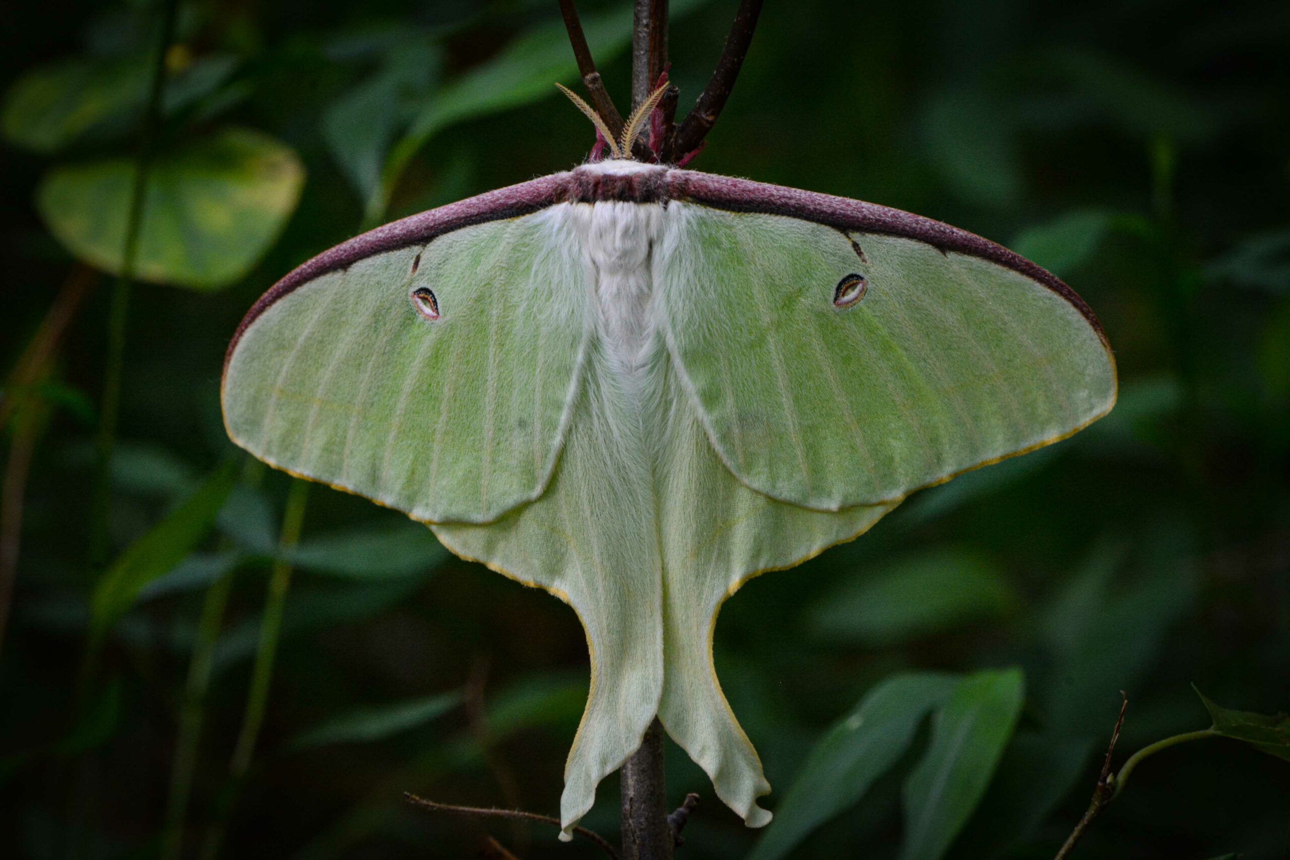 A lunar moth rests its wings in Mallows Bay Park (Tim Ray/ Courtesy of Maryland DNR).