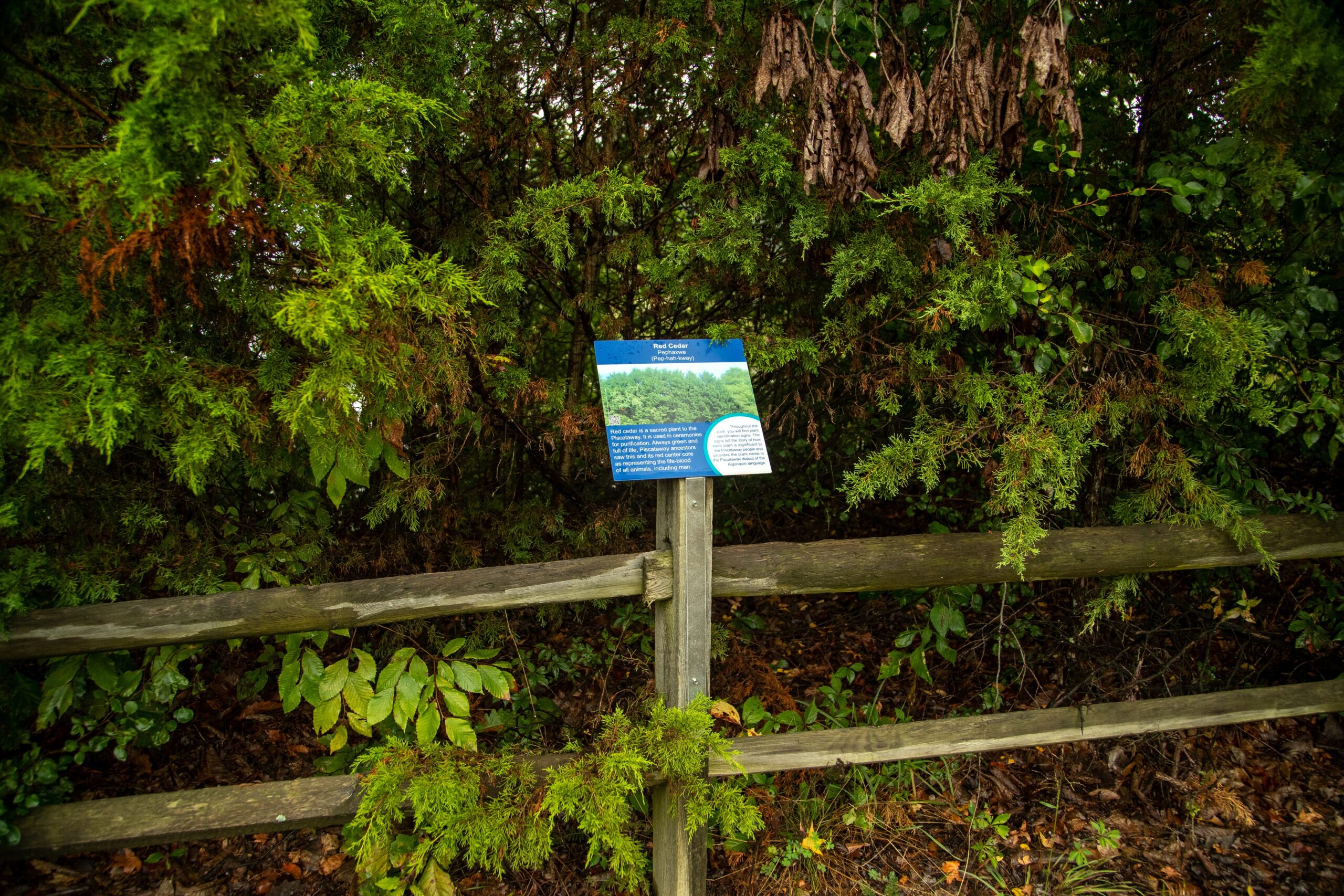 A trail sign highlighting the cultural significance of the eastern red cedar (Matt McIntosh/NOAA). 