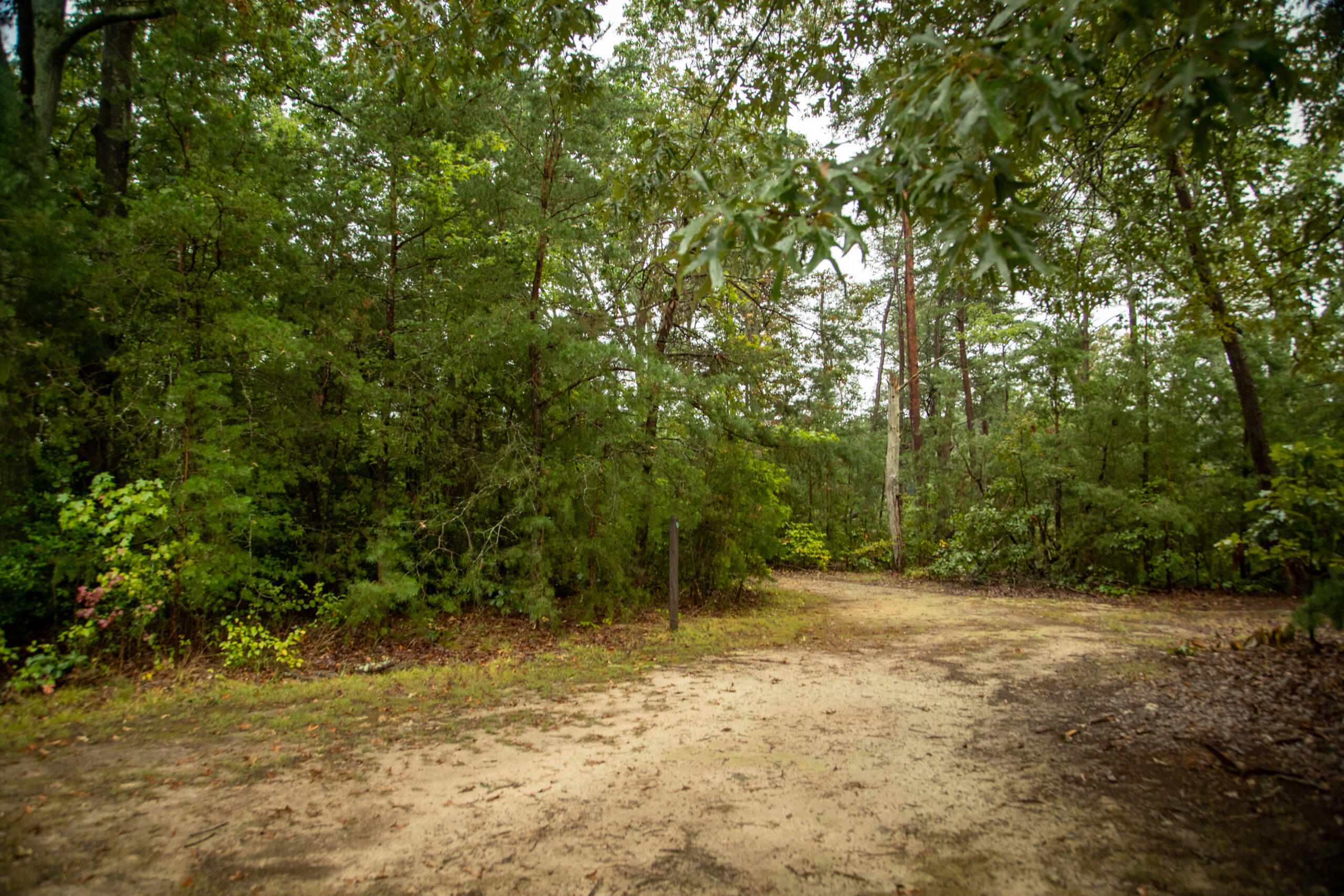 image of Mixed Forest