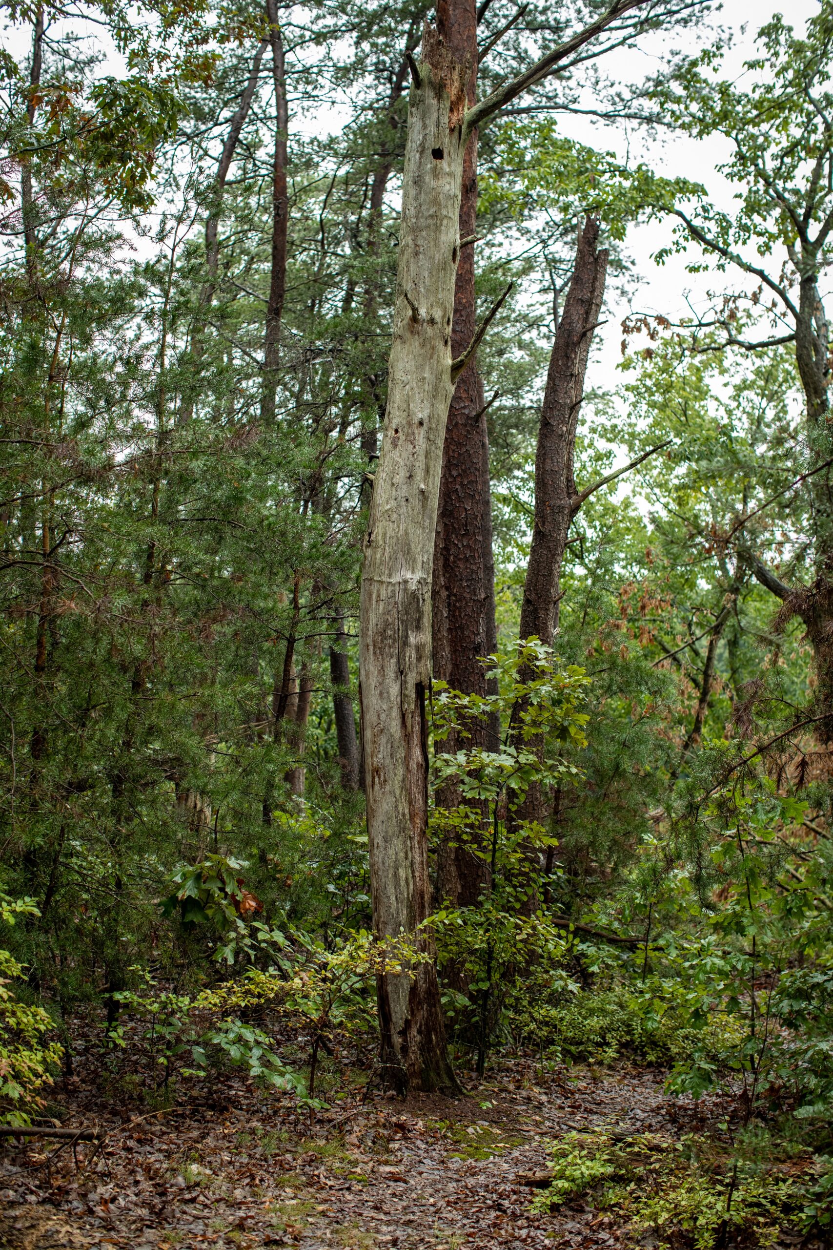 A snag tree right off the Nature Loop trail (Matt McIntosh/NOAA).