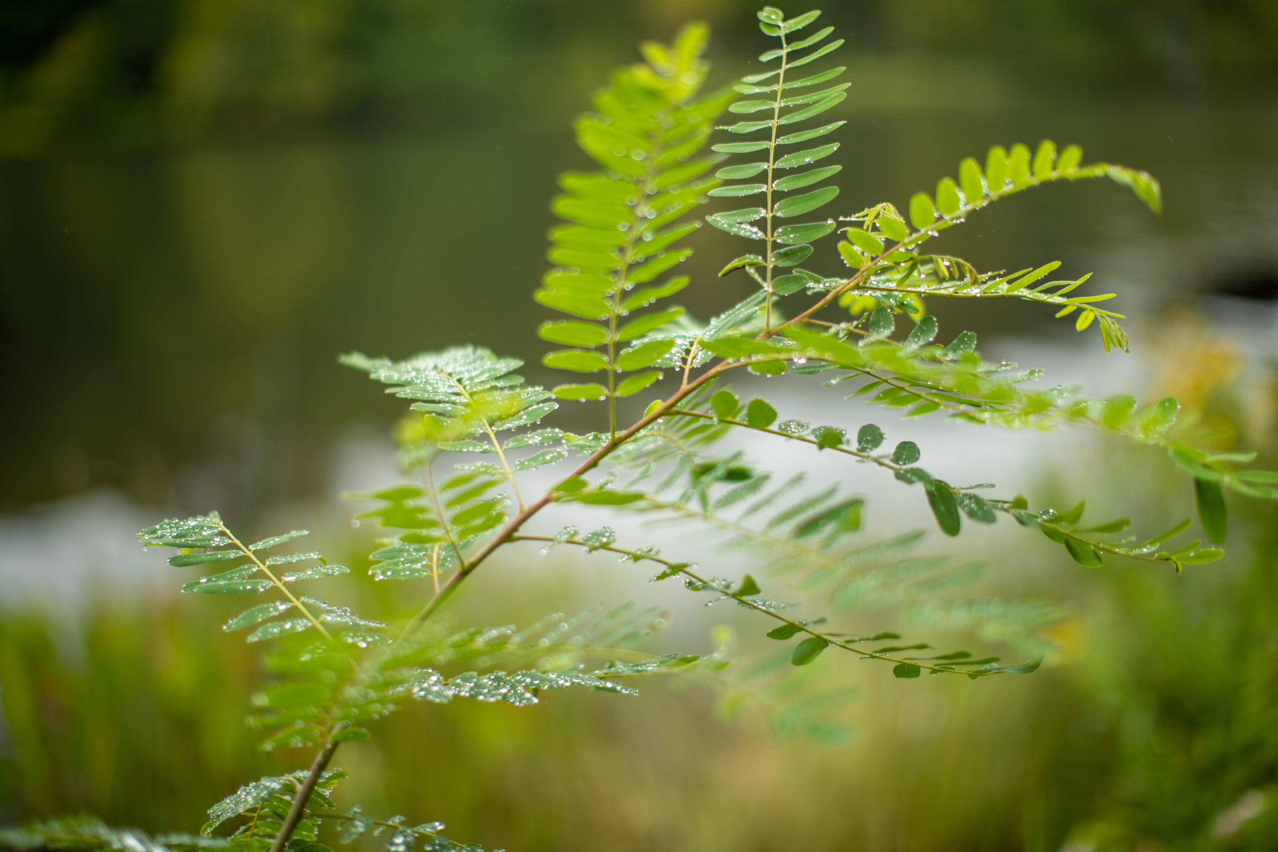 The fern-like leaves make this tree easy to spot (Matt McIntosh/NOAA).