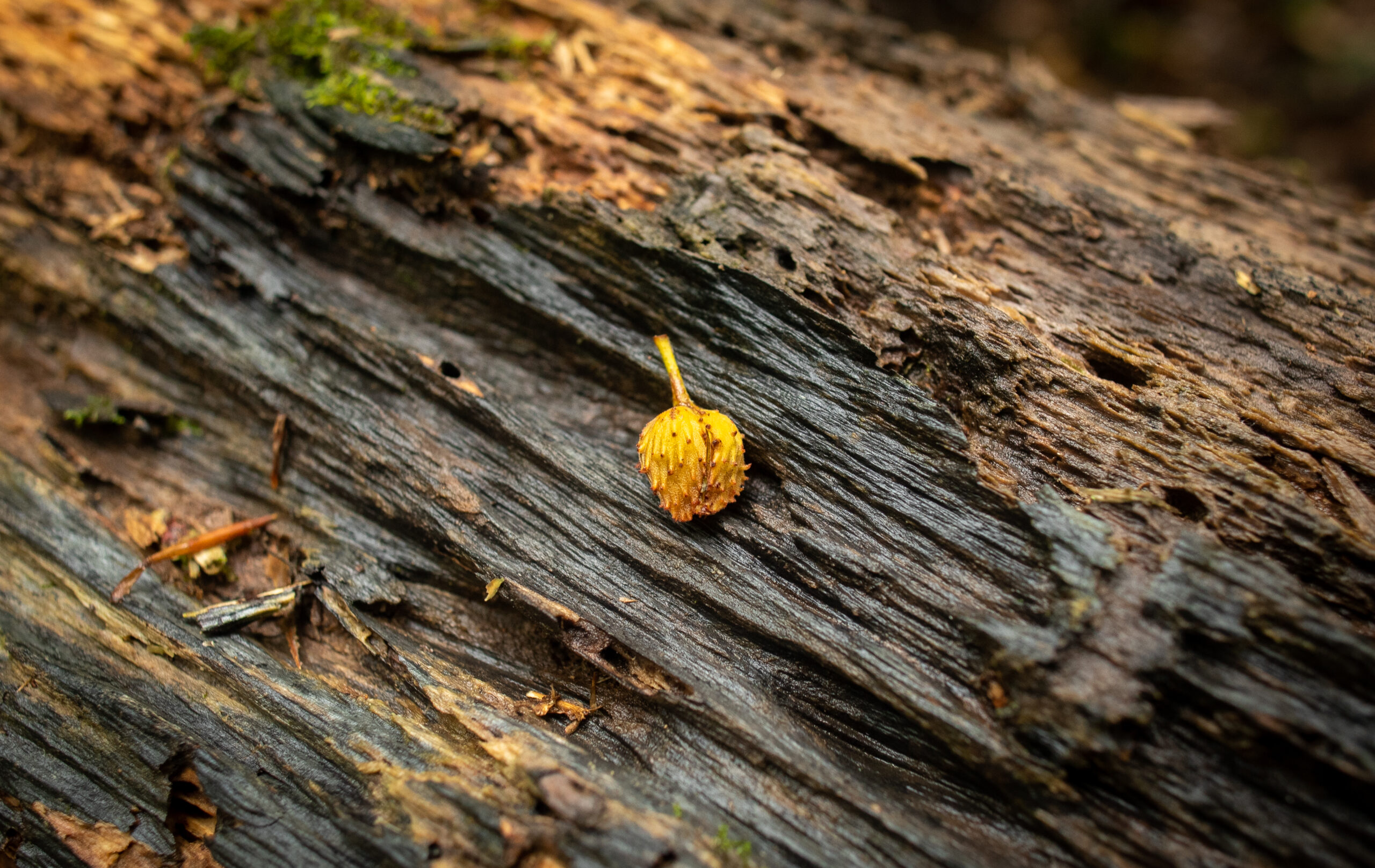 You may find beechnuts scattered along the forest floor, an important source of food for wildlife that can also be consumed by humans (Matt McIntosh/NOAA).