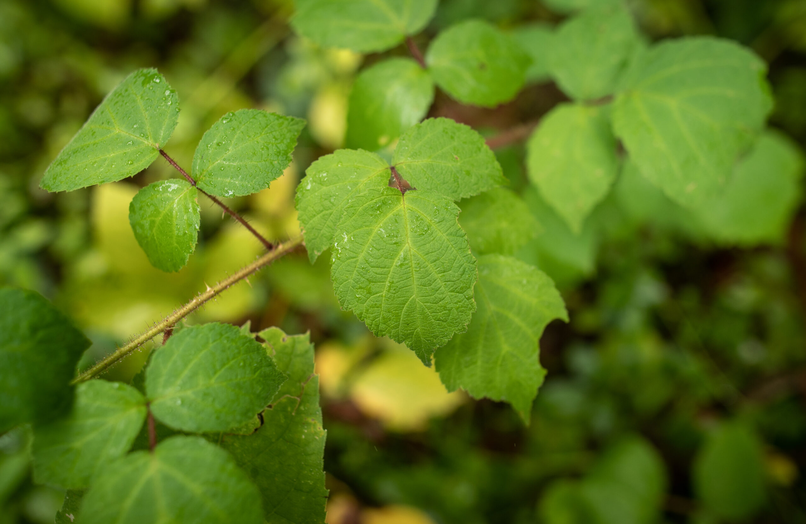 image of Japanese Wineberry