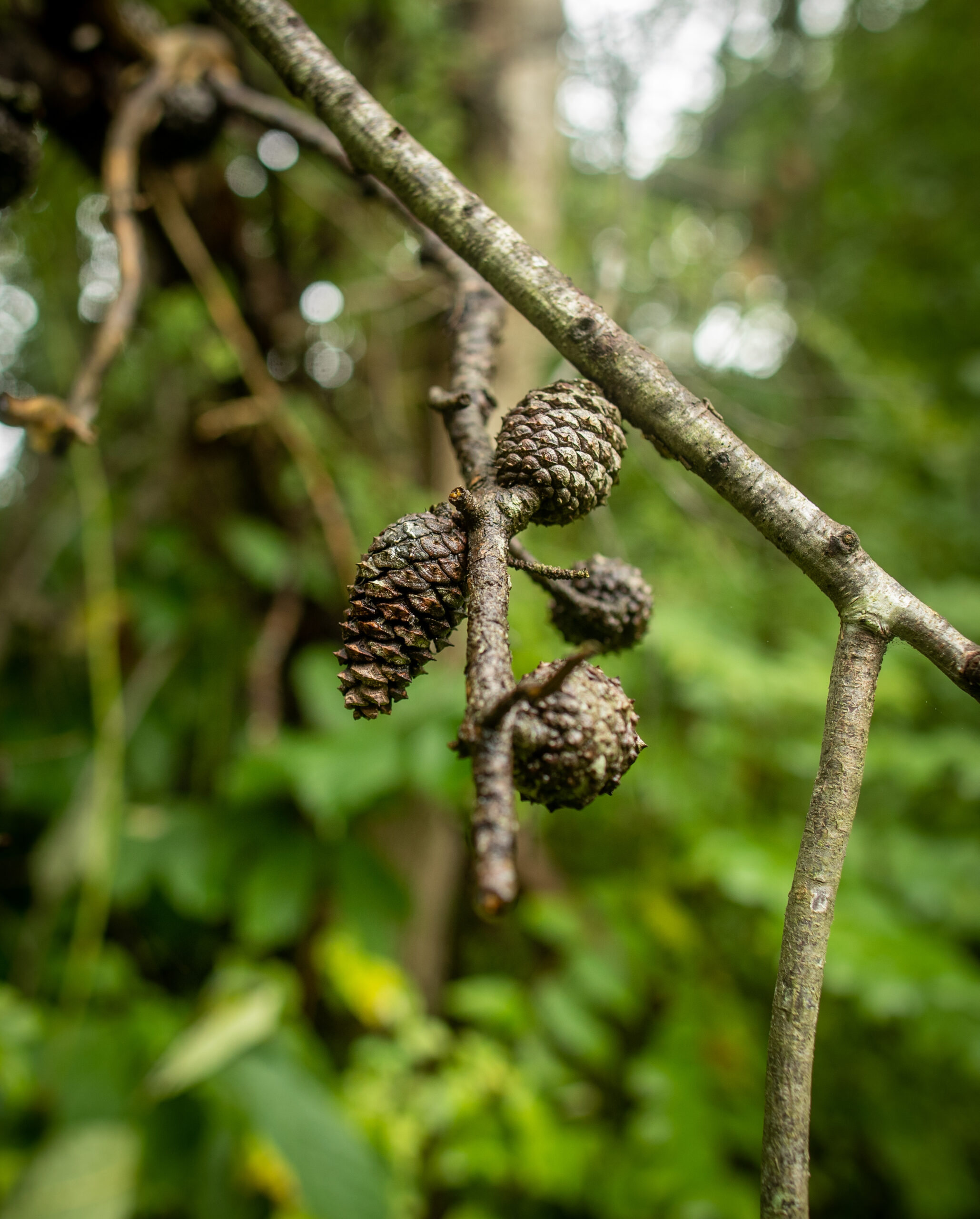 Pinecones indicate the presence of evergreen trees in the forest (Matt McIntosh/NOAA).