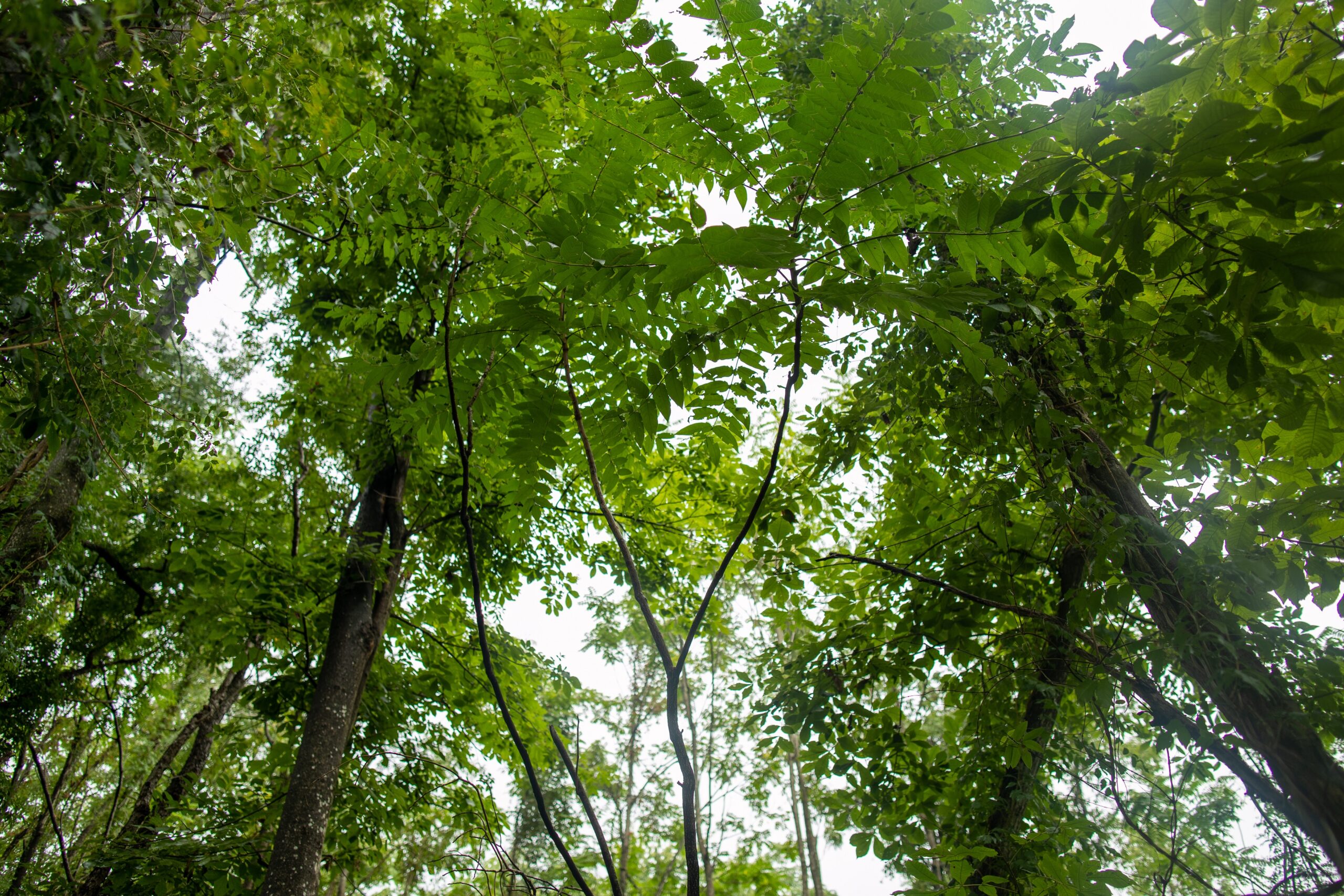 A tree-of-heaven canopy up above (Matt McIntosh/NOAA).