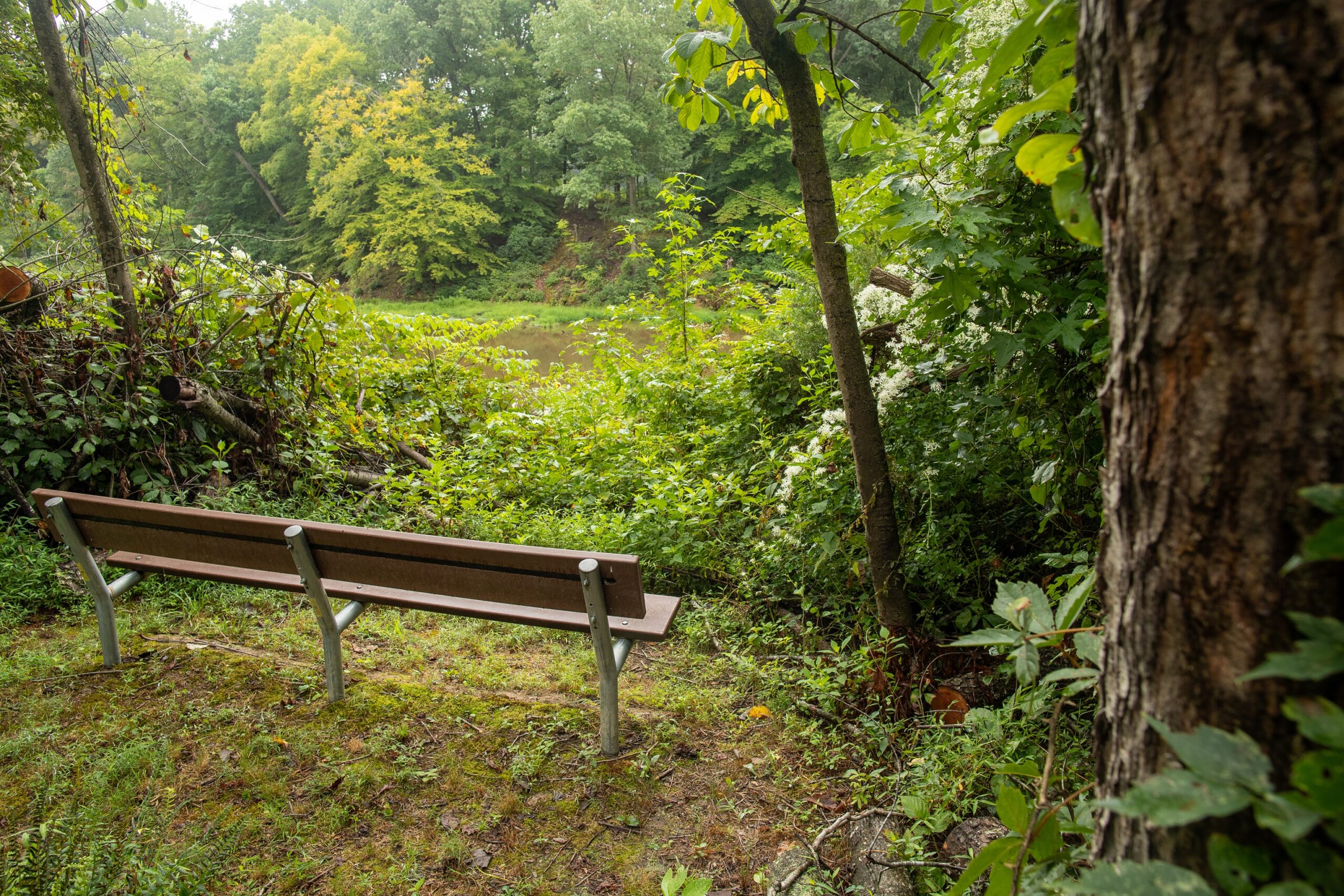 image of Beaver Pond Overlook