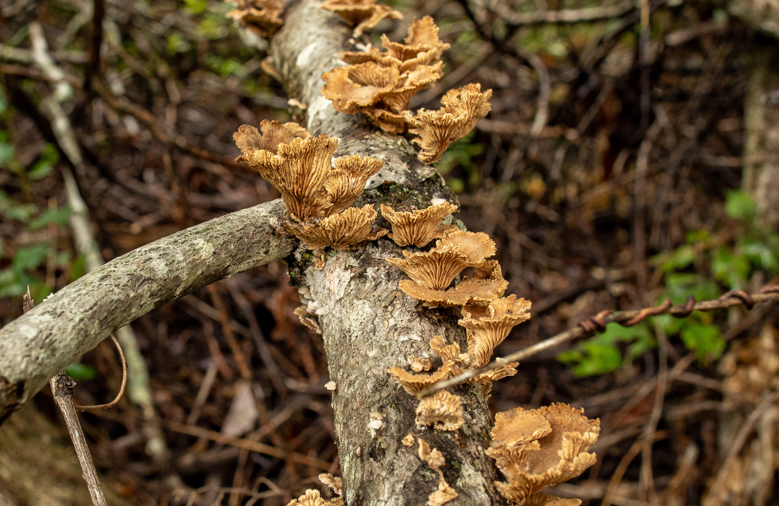 Fallen logs and branches are a common place to find fungi (Matt McIntosh/NOAA).