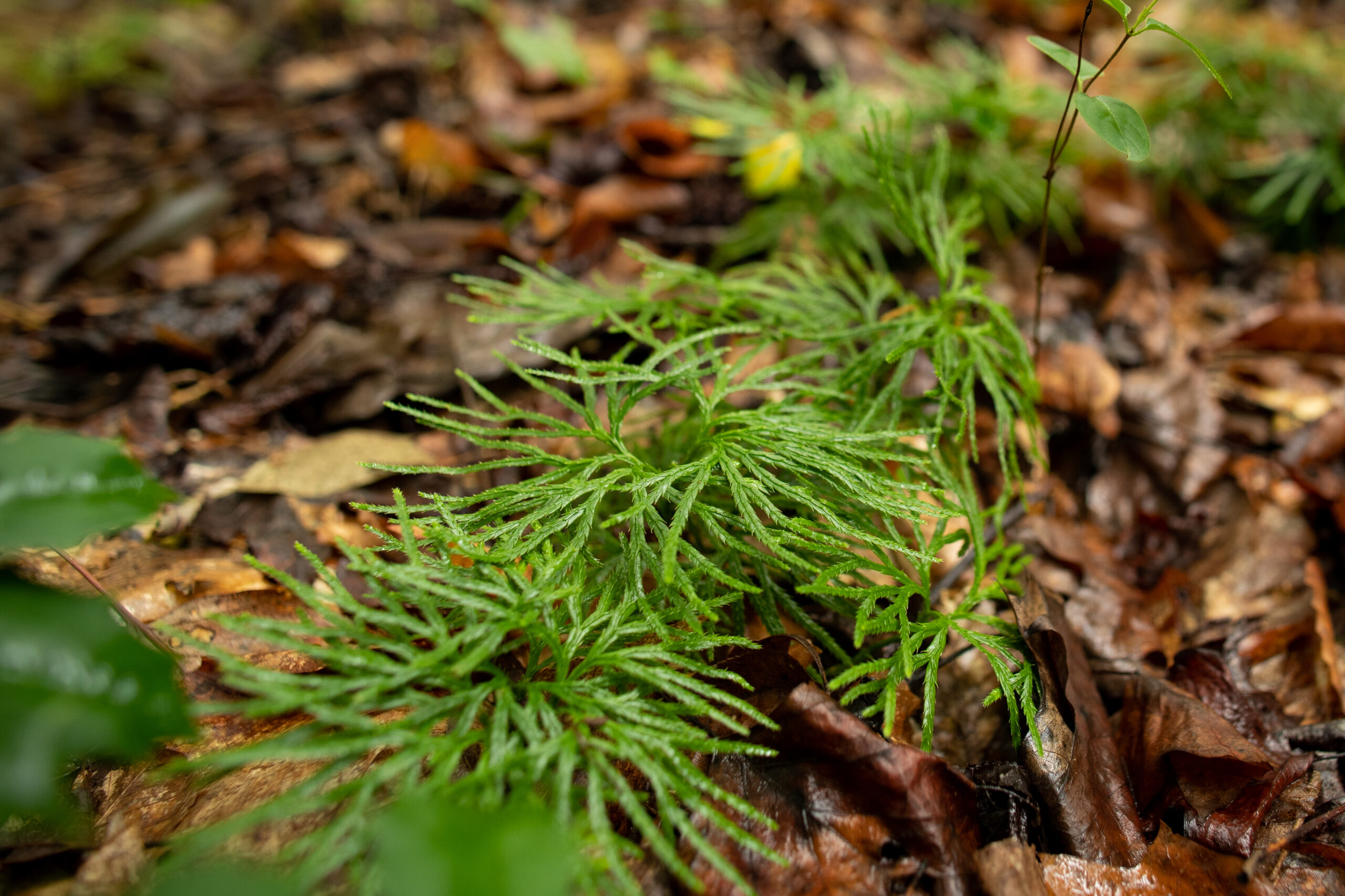 image of Fan clubmoss