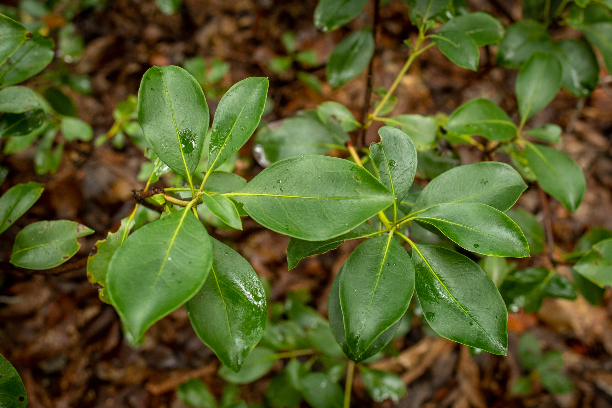 image of Mountain Laurel