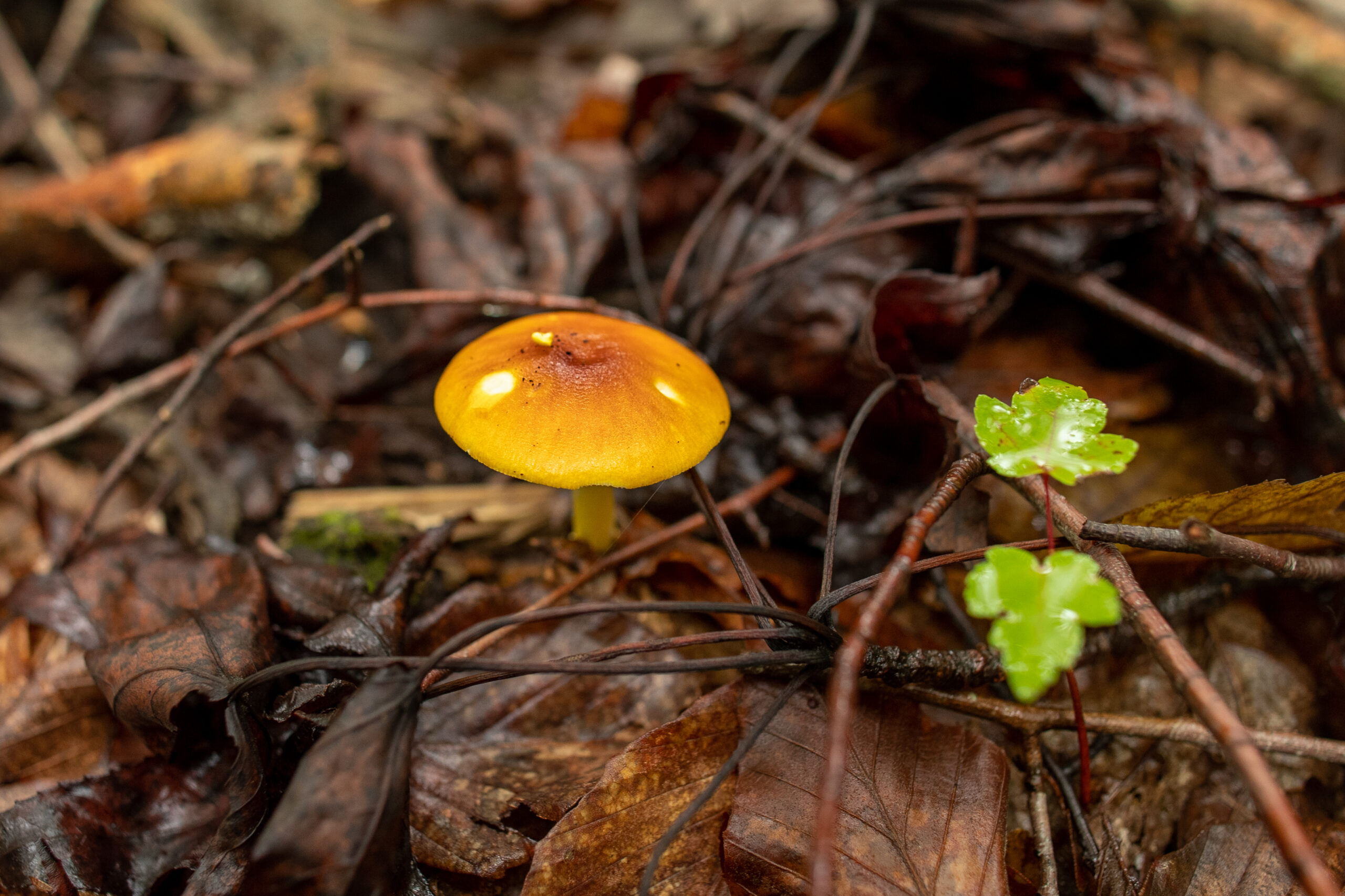 Look to the forest floor after a rainy day to find mushrooms that have popped up (Matt McIntosh/NOAA).