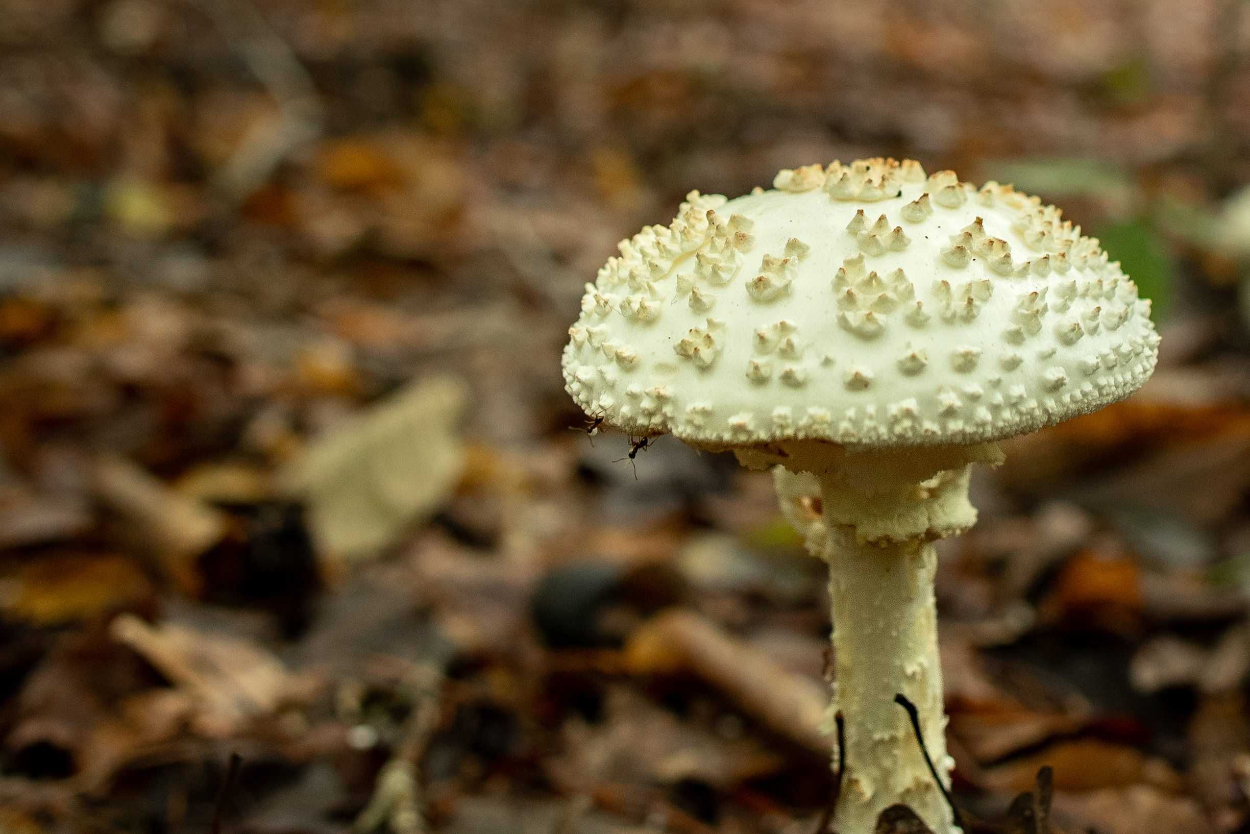 A type of Amanita mushroom (Matt McIntosh/NOAA).