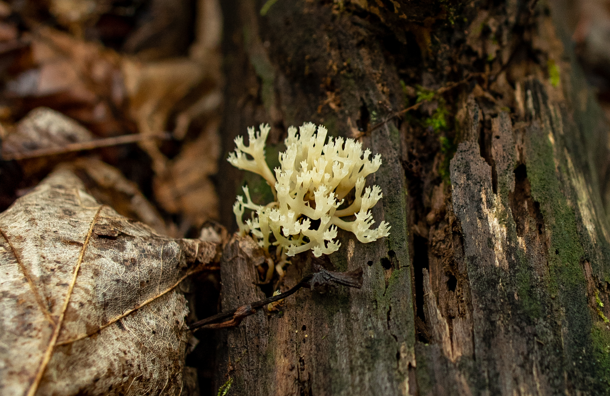 A type of coral fungus, named for its resemblance to coral in the ocean (Matt McIntosh/NOAA).