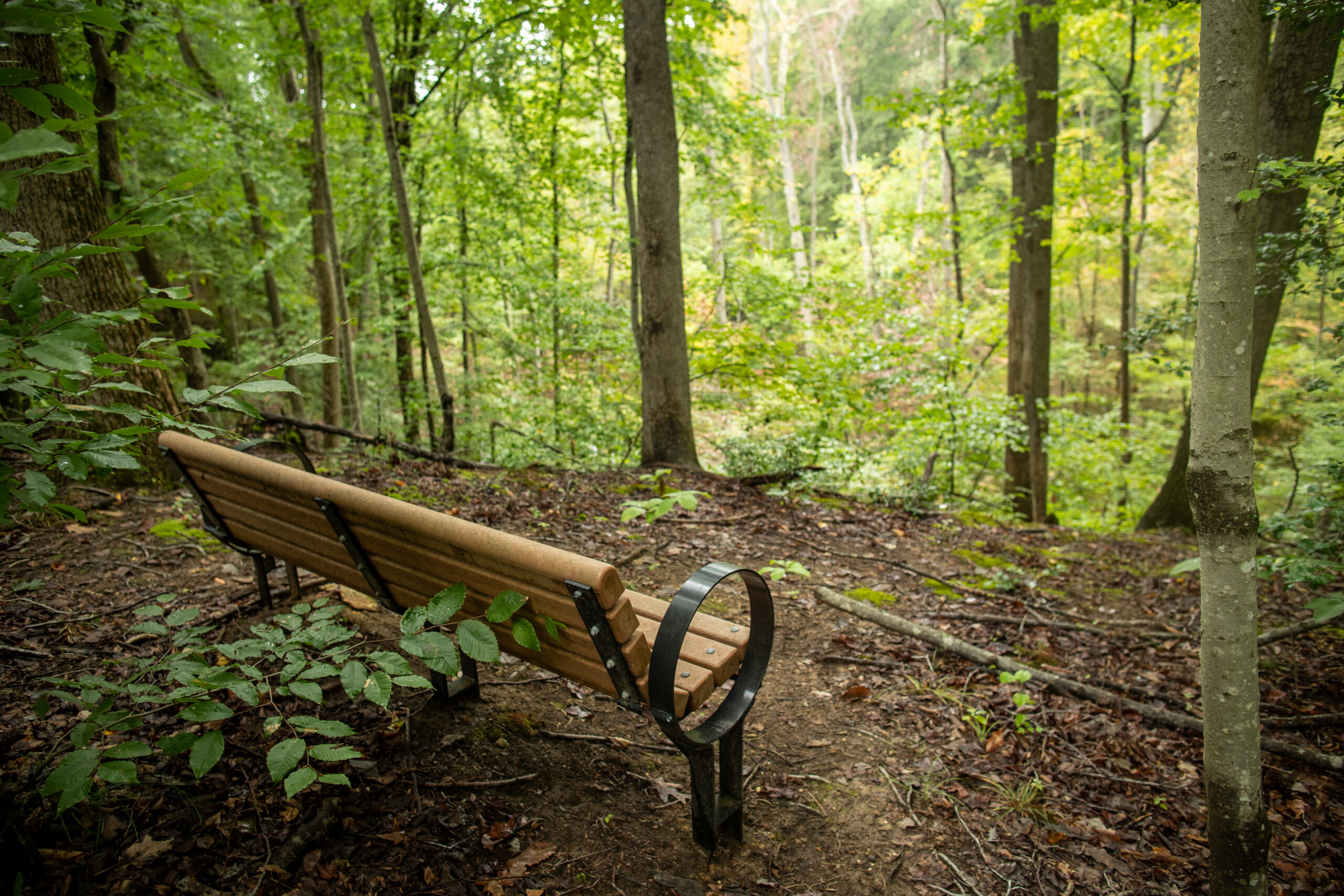 image of Wetland Overlook