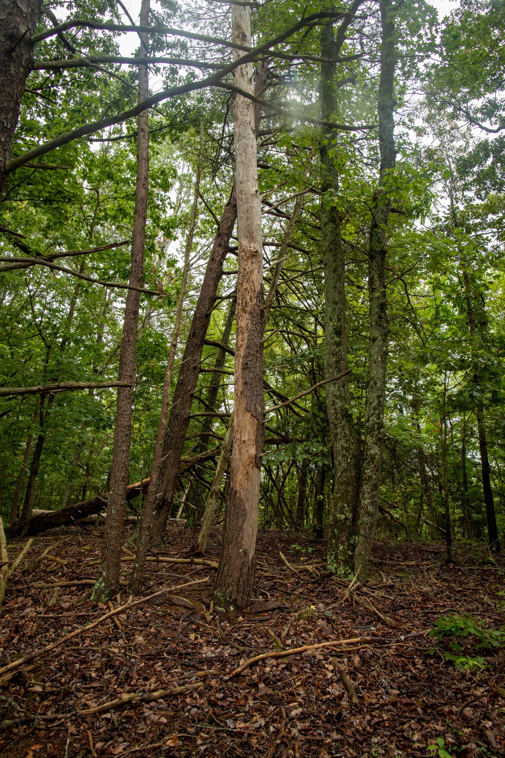 Snag trees provide habitat for many difference species (Matt McIntosh/NOAA).