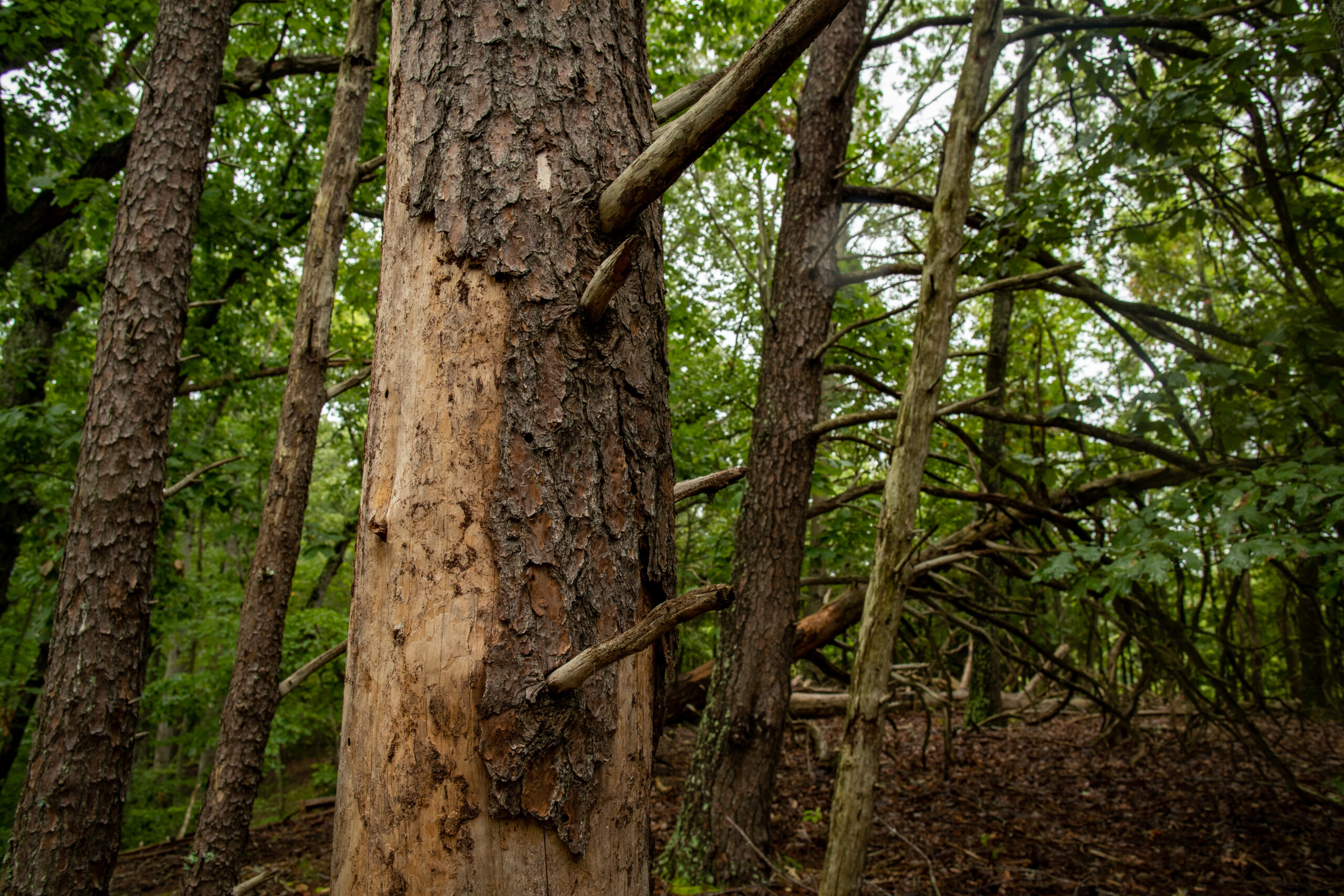 image of Snag Trees