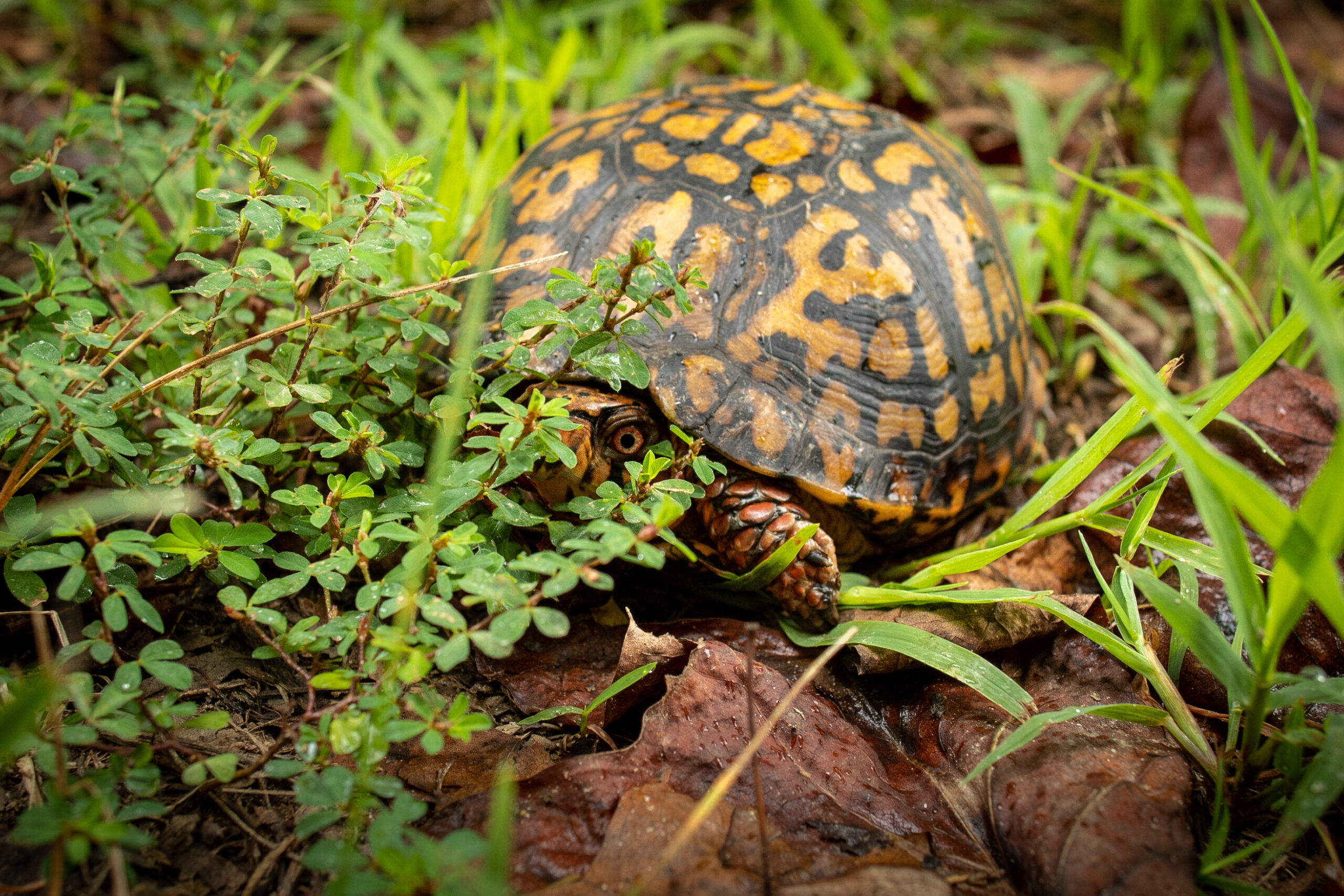 A shy eastern box turtle (Matt McIntosh/NOAA).