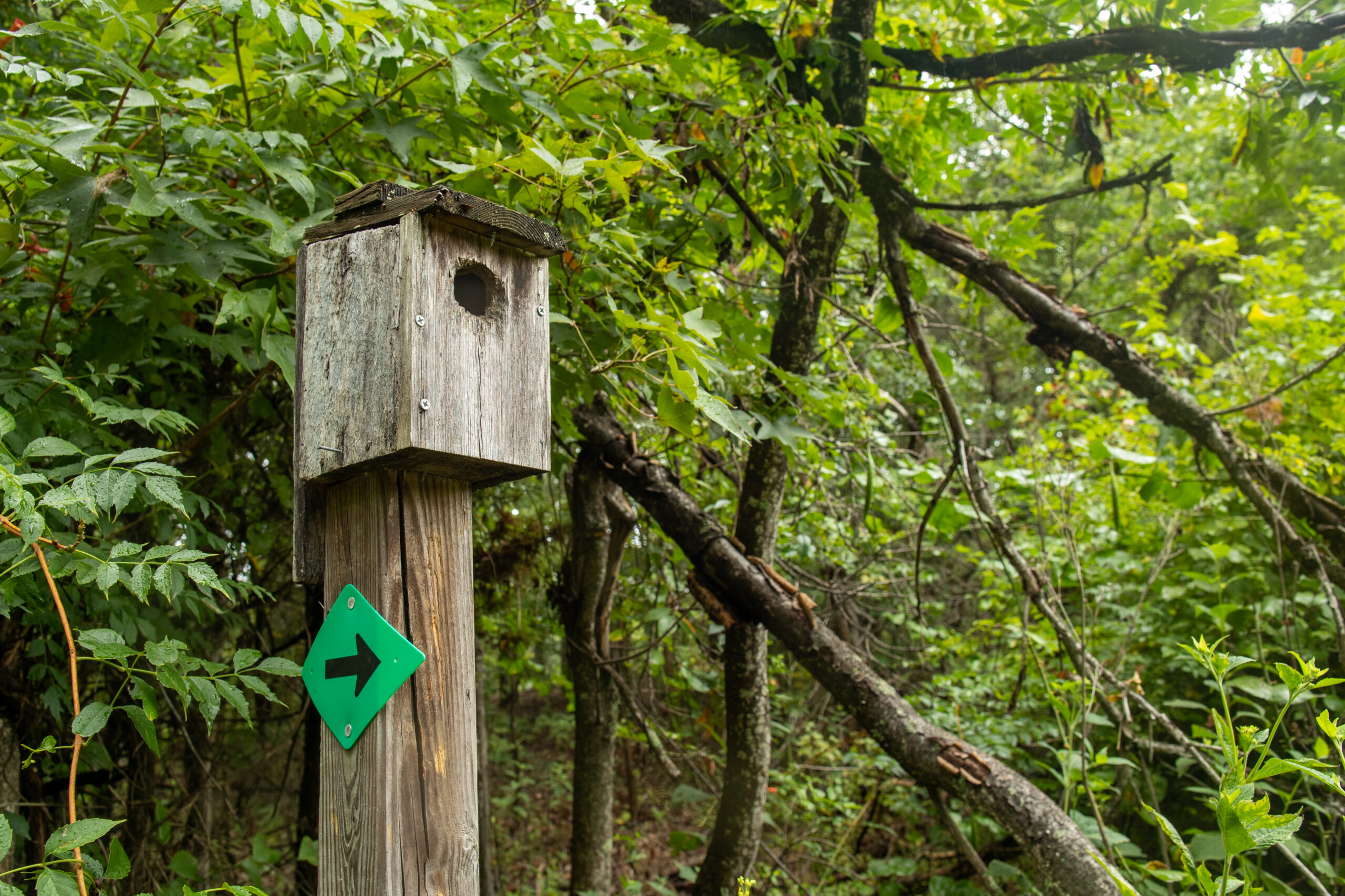 Fine potential living conditions for a bluebird! (Matt McIntosh/NOAA)