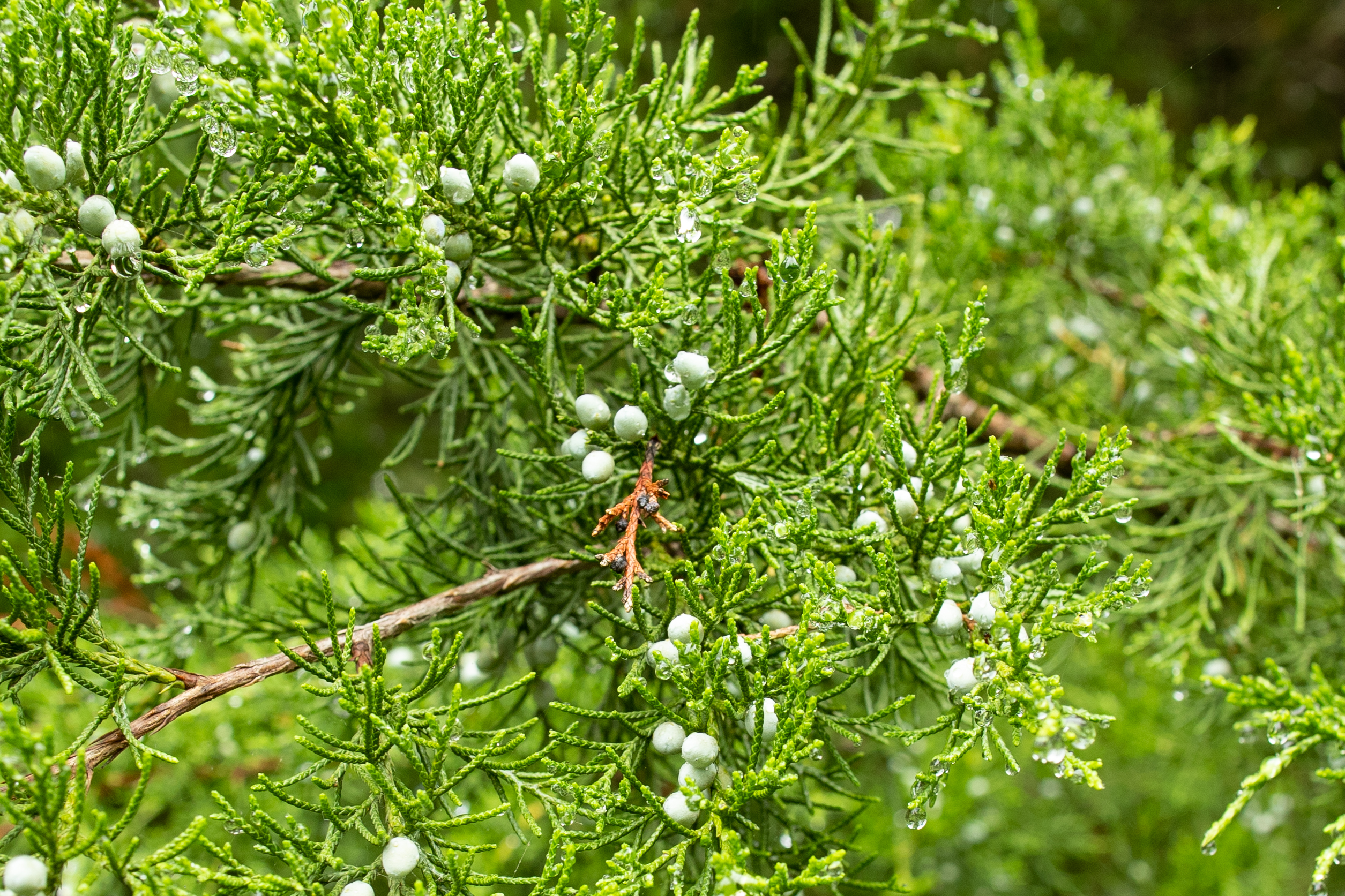 image of Eastern Red Cedar