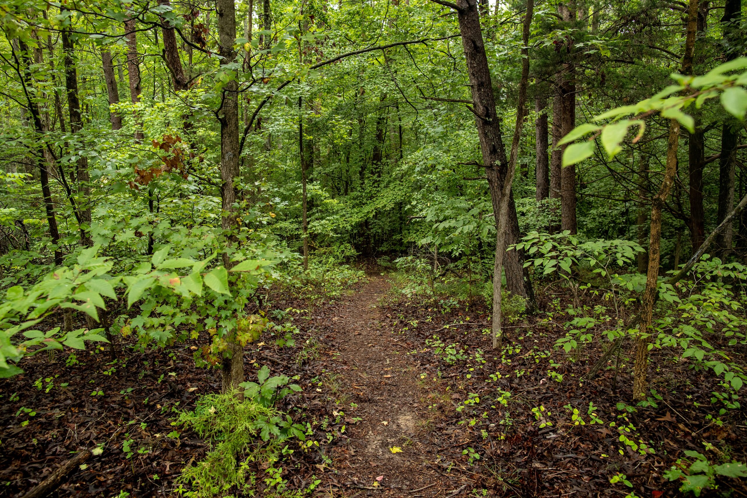 image of Upland Forest