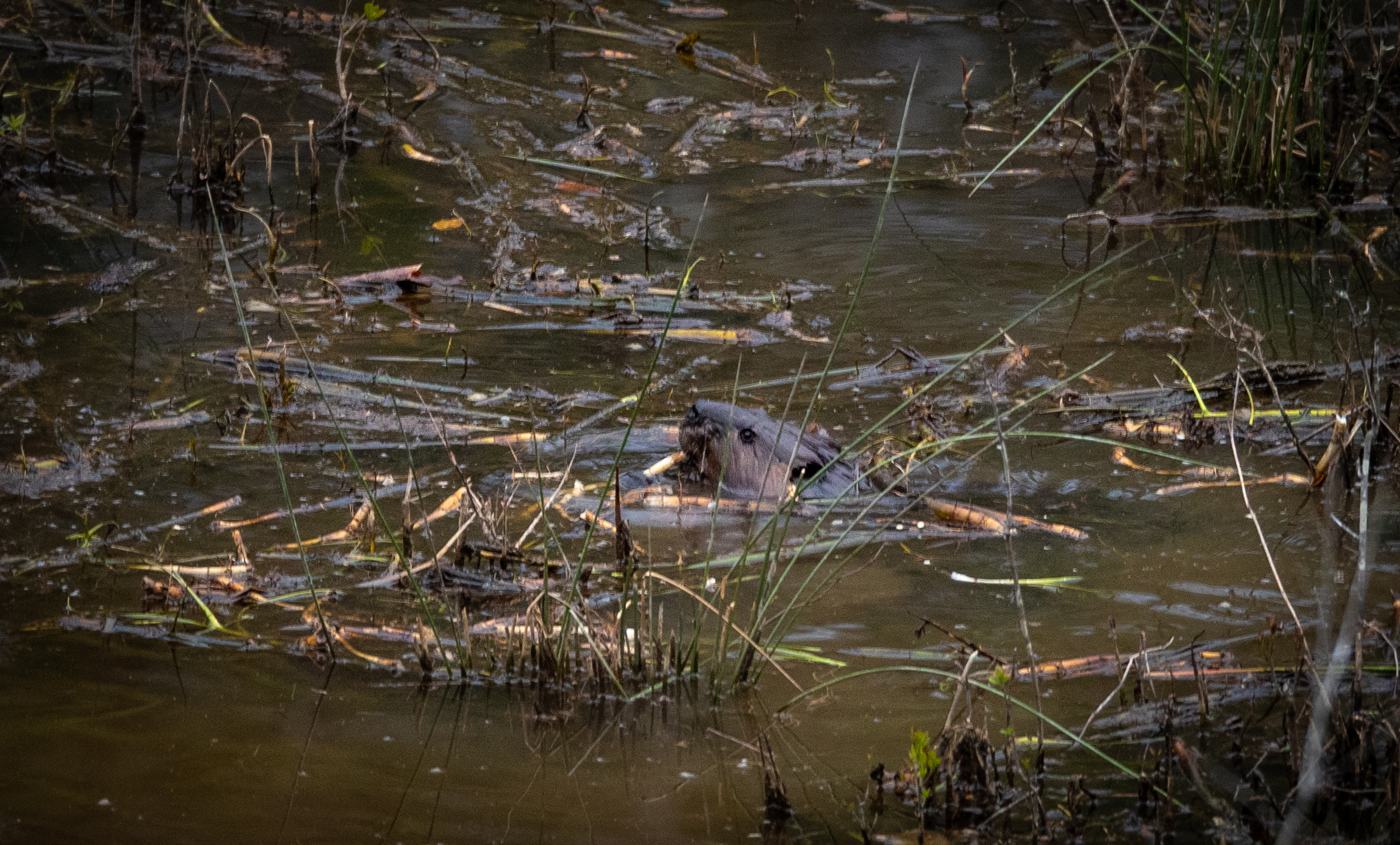 A beaver out about town (Matt McIntosh/NOAA).