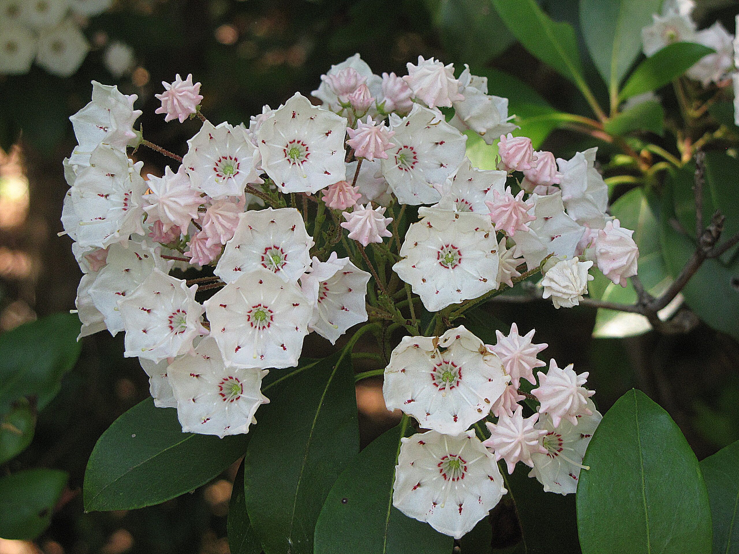 The beautiful spring flowers of mountain laurel, which bloom in May (Courtesy of Maryland DNR).
