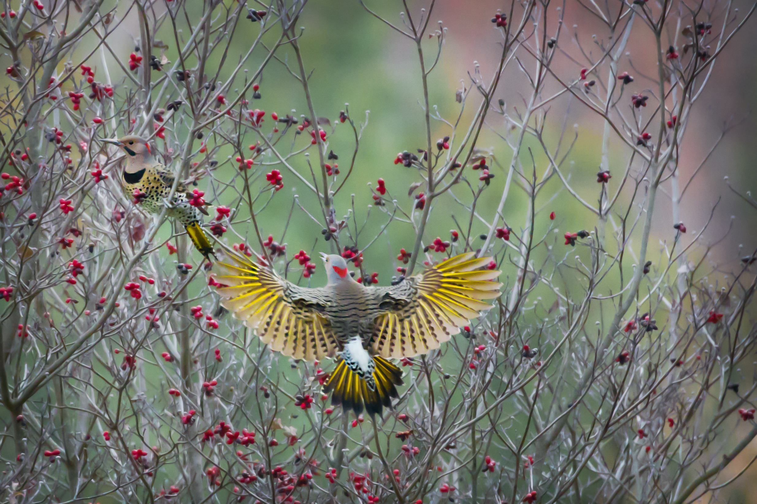 A northern flicker exposes a beautiful set of wings during take-off (Courtesy of Maryland DNR).