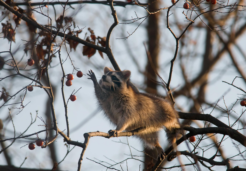 Racoon reaching for a tasty persimmon (Kelly Colgan Azar/Courtesy of USFWS).