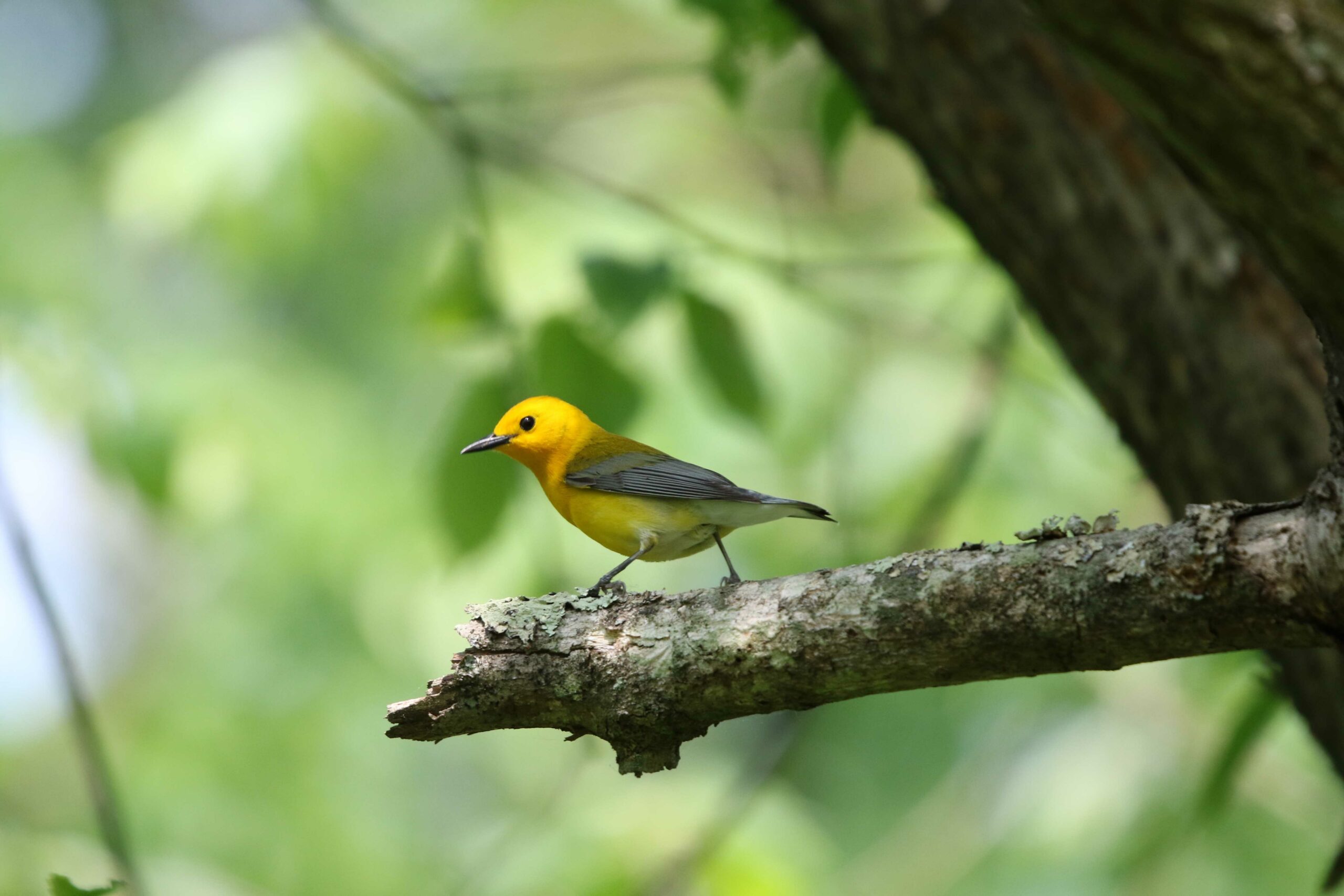 Prothonotary warbler resting on a branch (Lilian Cerdeira/Courtesy of Maryland DNR).