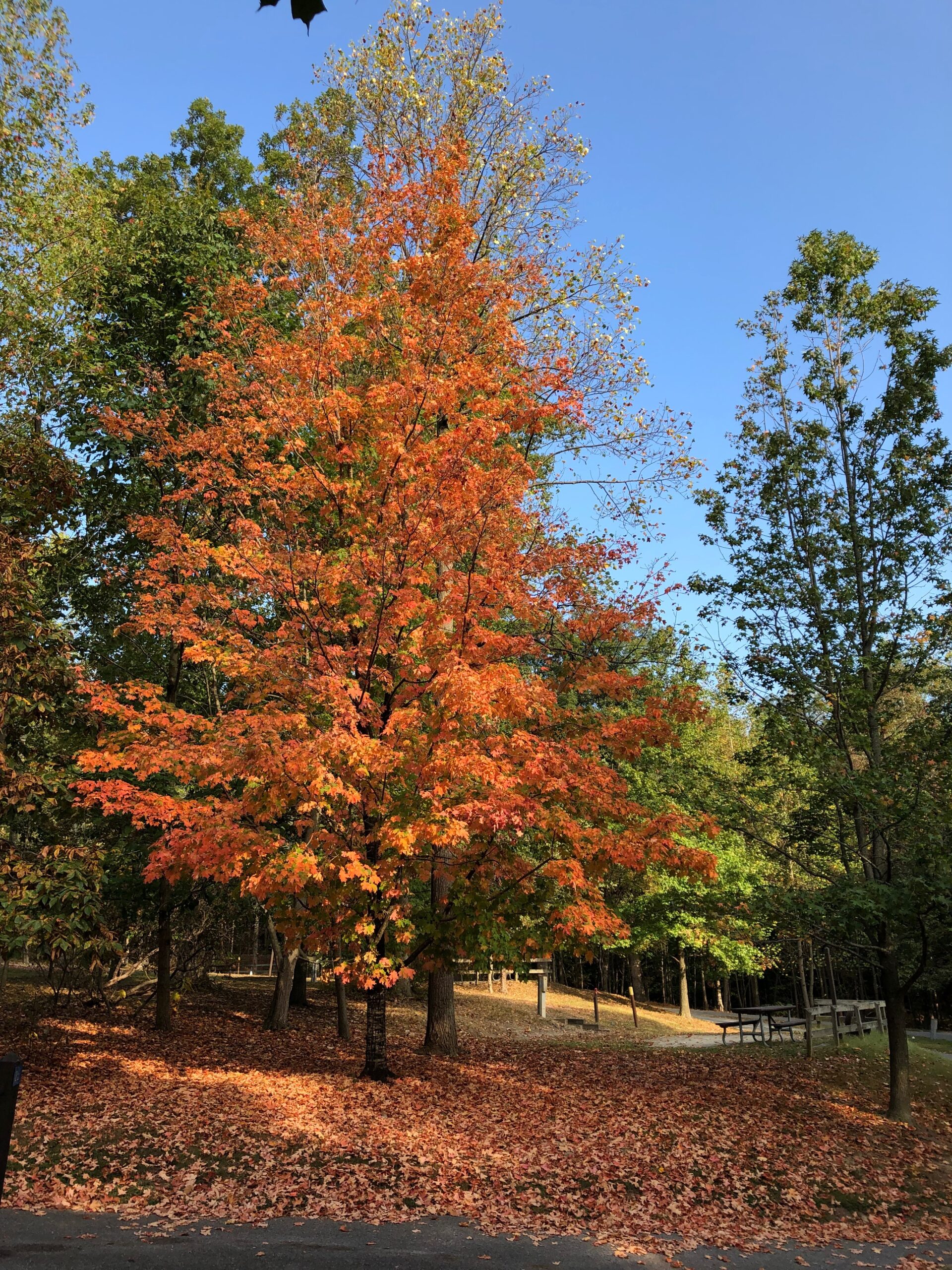 Red maple tree in the fall (Abigail Matta/Courtesy of Maryland DNR).