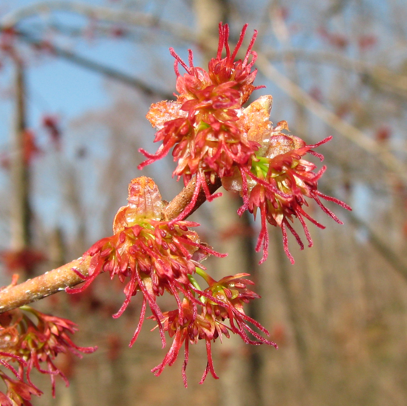 image of Maples