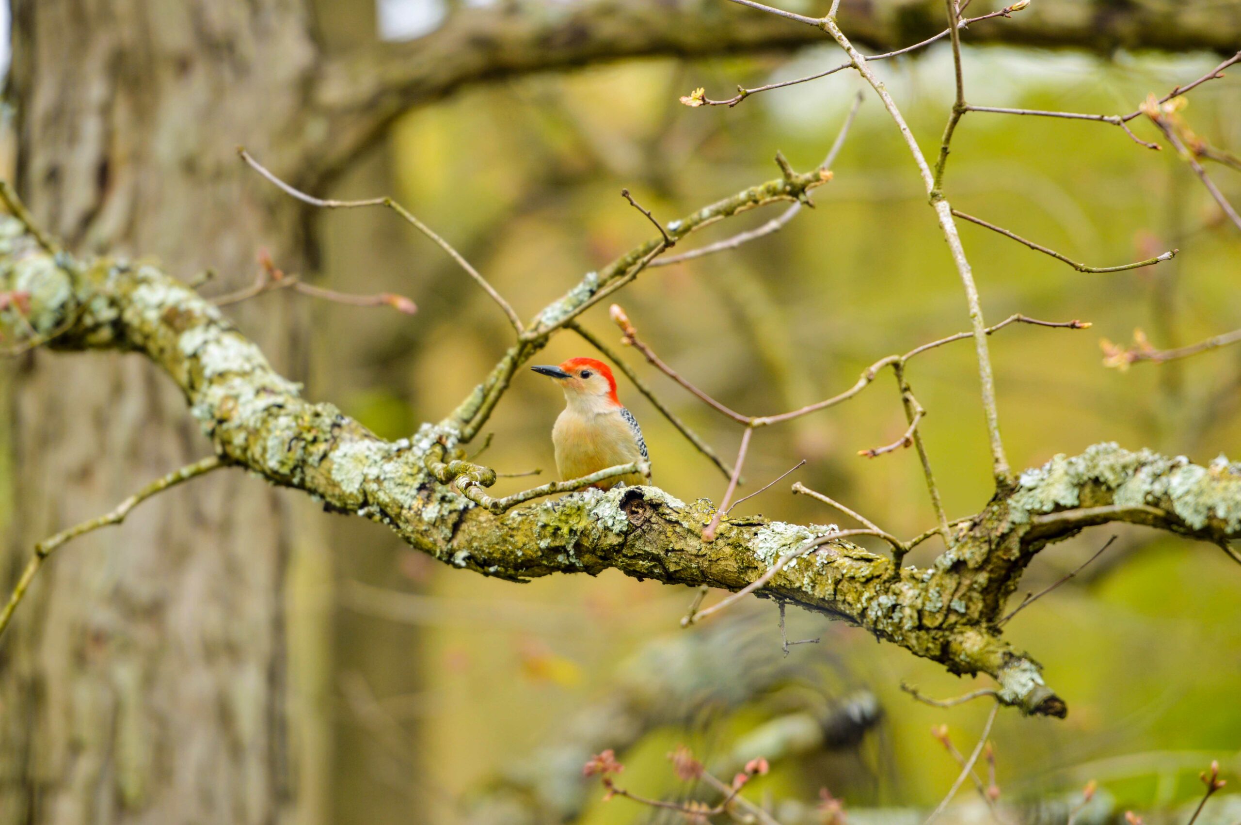 A red-bellied woodpecker keeps an eye out for food (Courtesy of Maryland DNR).