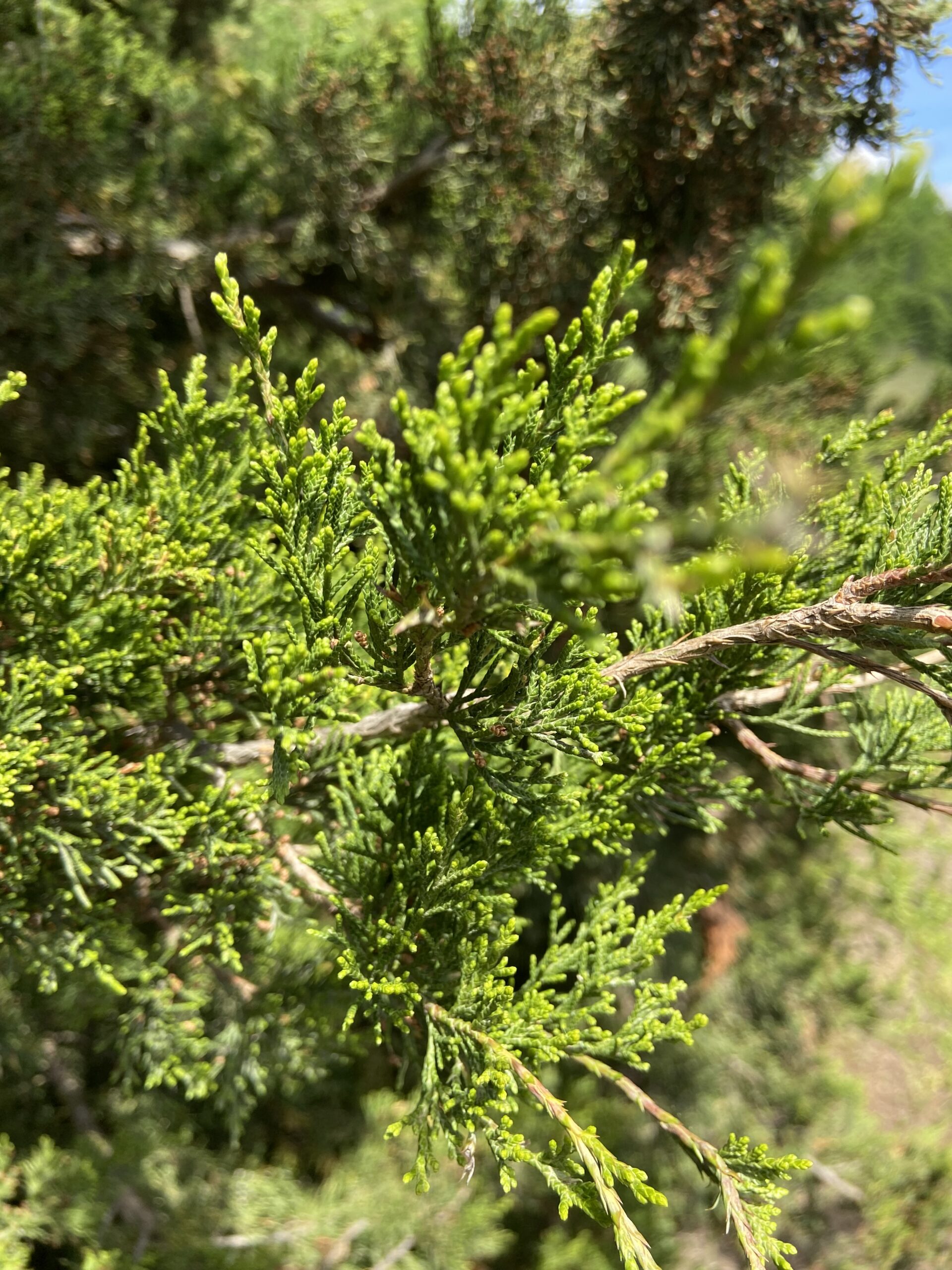 Eastern red cedar bathed in sunlight (Megan McCabe/NOAA).