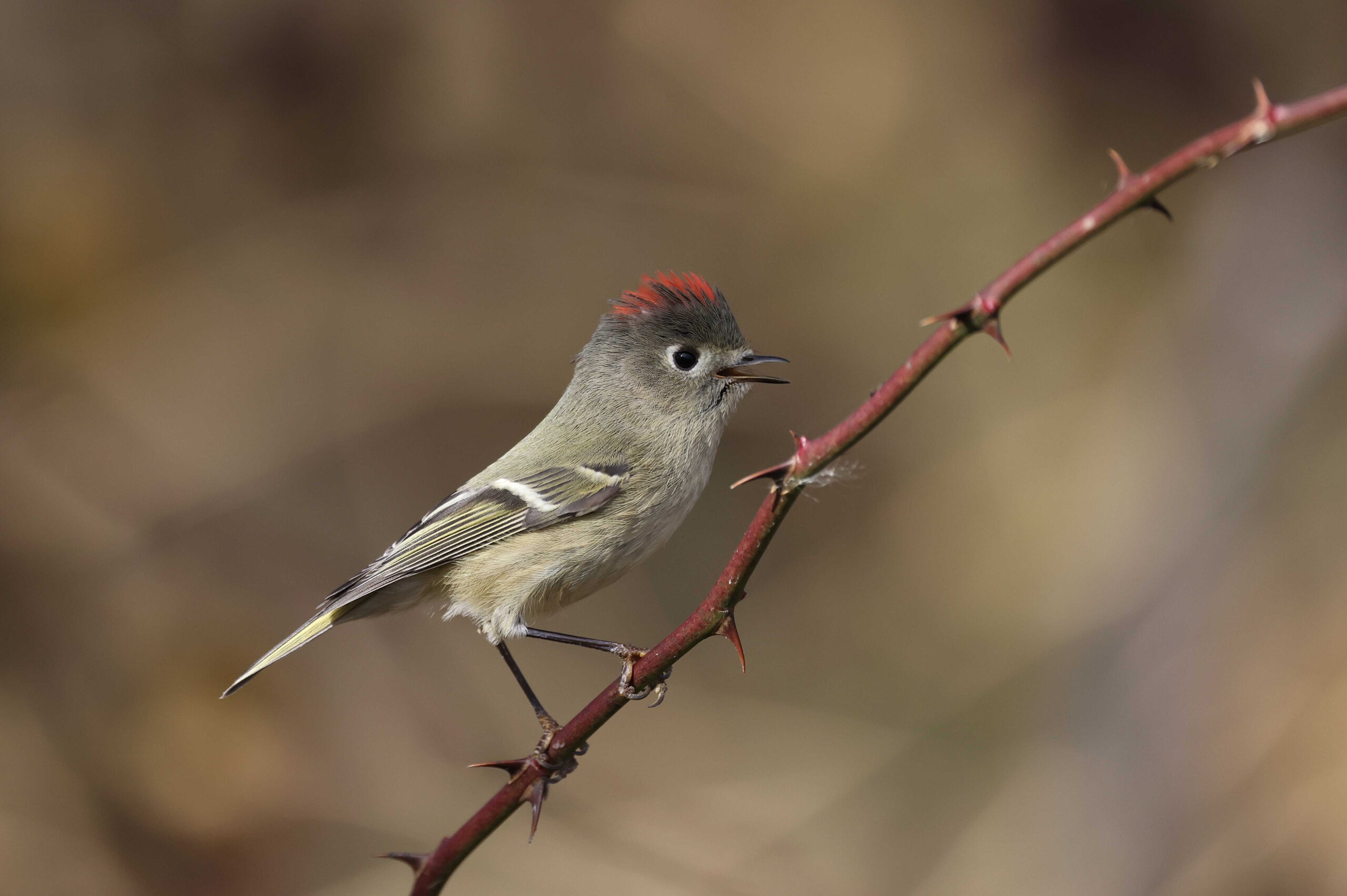 A ruby-crowned kinglet lets its presence be known (Courtesy of Maryland DNR).